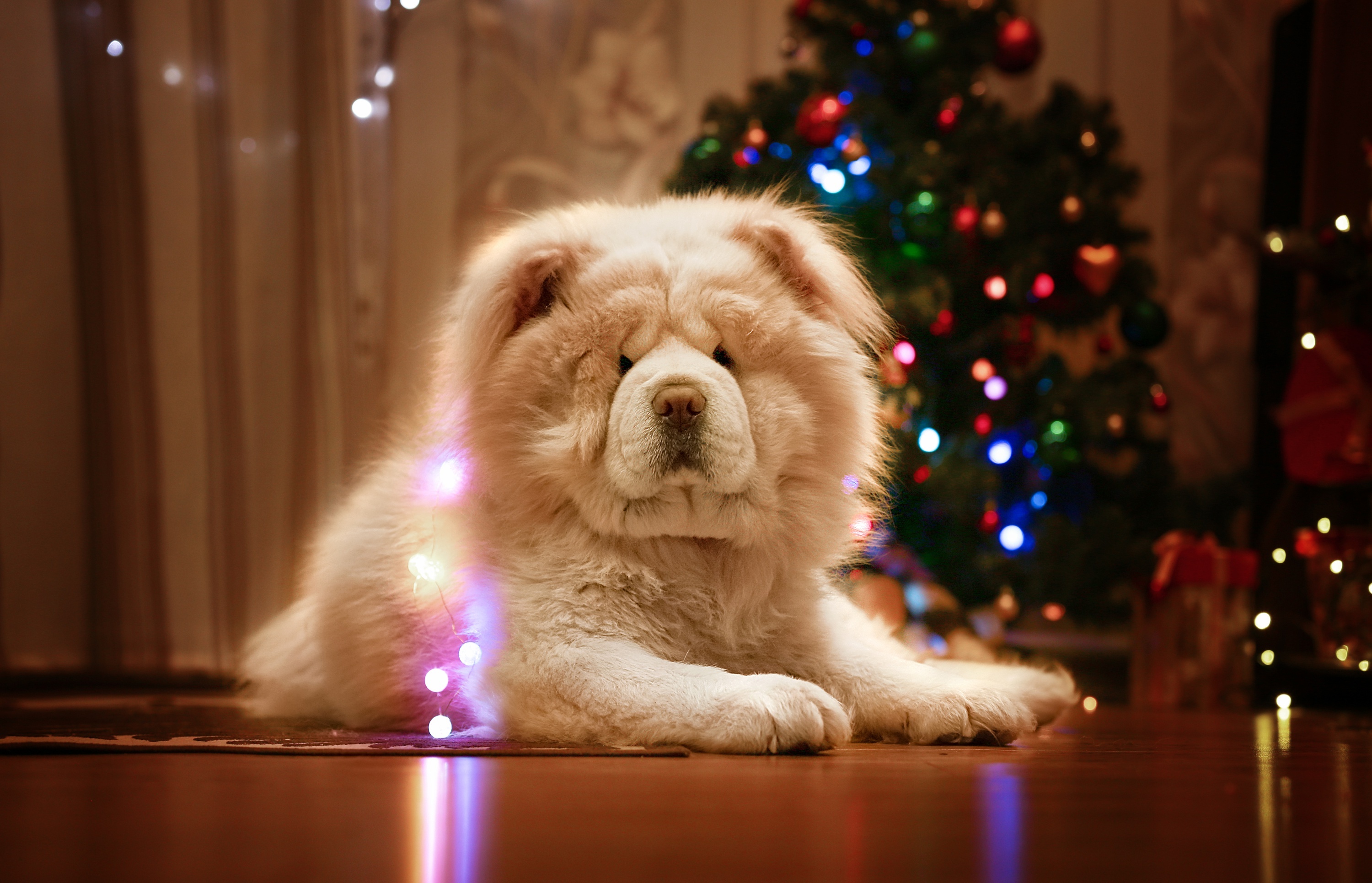Chow Chow wallpapers, Visual delight, Captivating images, Lovely dogs, 3000x1930 HD Desktop