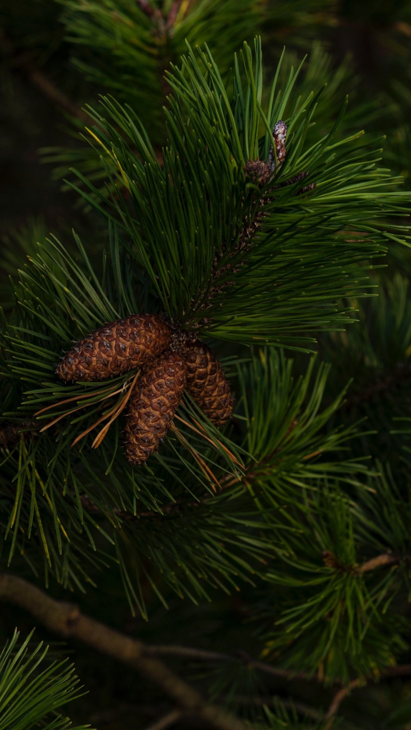 Pine tree phone wallpapers, Nature's gift, Evergreen serenity, Timeless allure, 1440x2560 HD Handy
