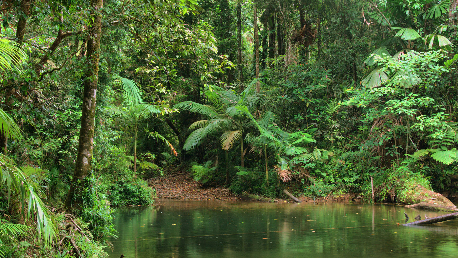 Daintree National Park, Tropical paradise, Australian rainforest, Breathtaking biodiversity, 1920x1080 Full HD Desktop