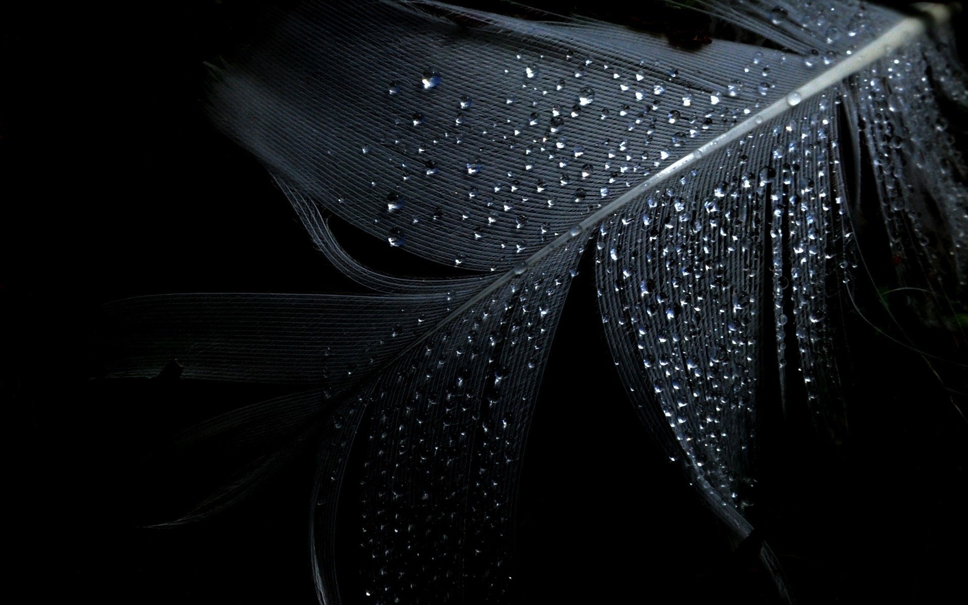 Feather: Epidermal structures forming the plumage of birds, Barb. 1920x1200 HD Wallpaper.