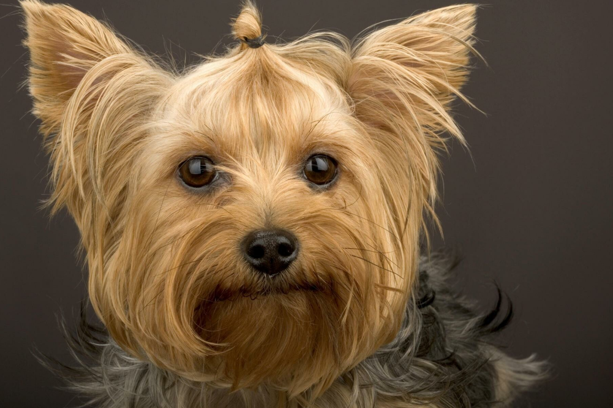 Yorkshire Terrier: The breed descends from larger but similar Scottish breeds. 2000x1340 HD Background.