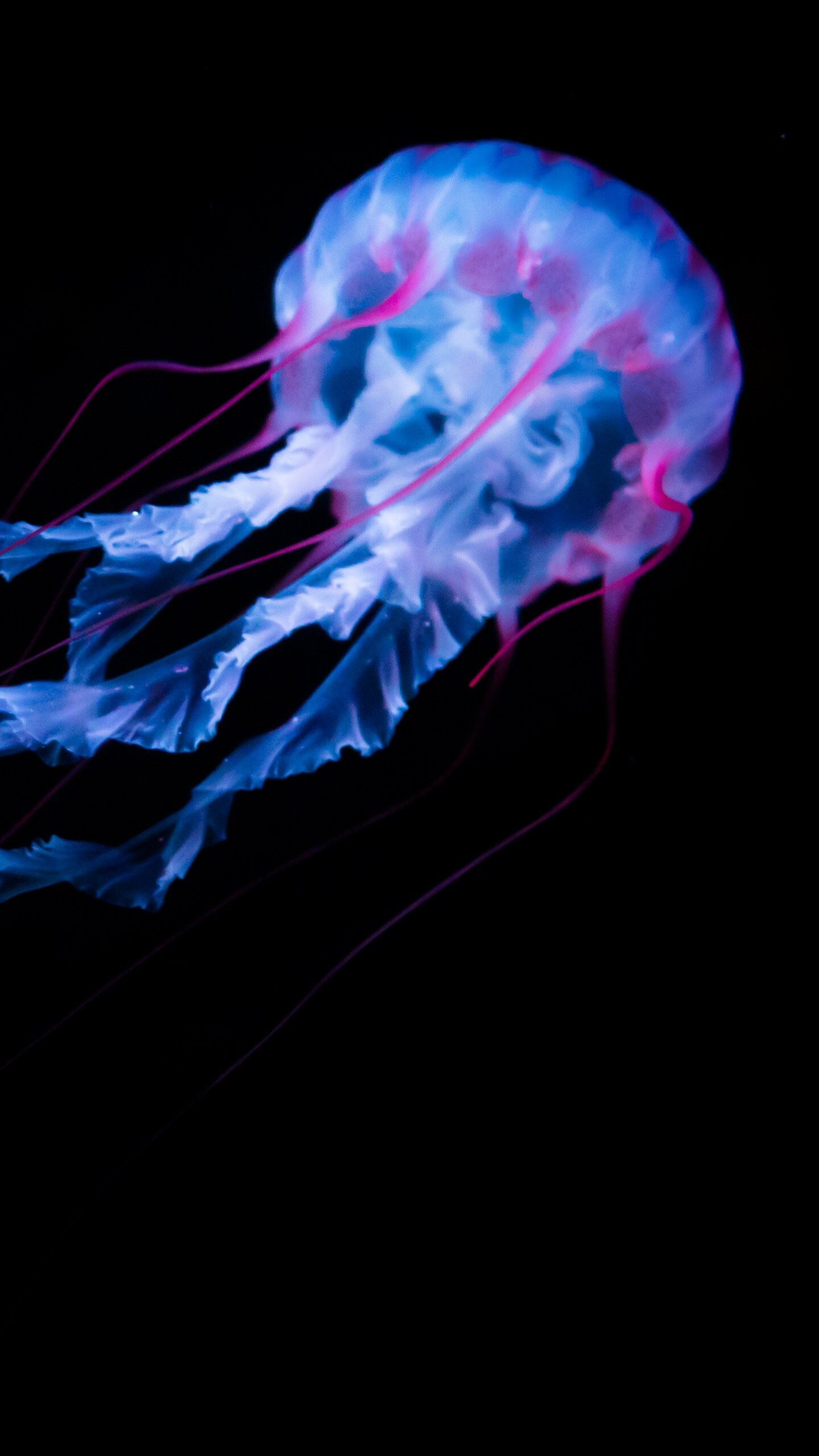 Glowing Jellyfish: A nearly transparent saucer-shaped body, Extensible marginal tentacles studded with stinging cells. 1440x2560 HD Wallpaper.