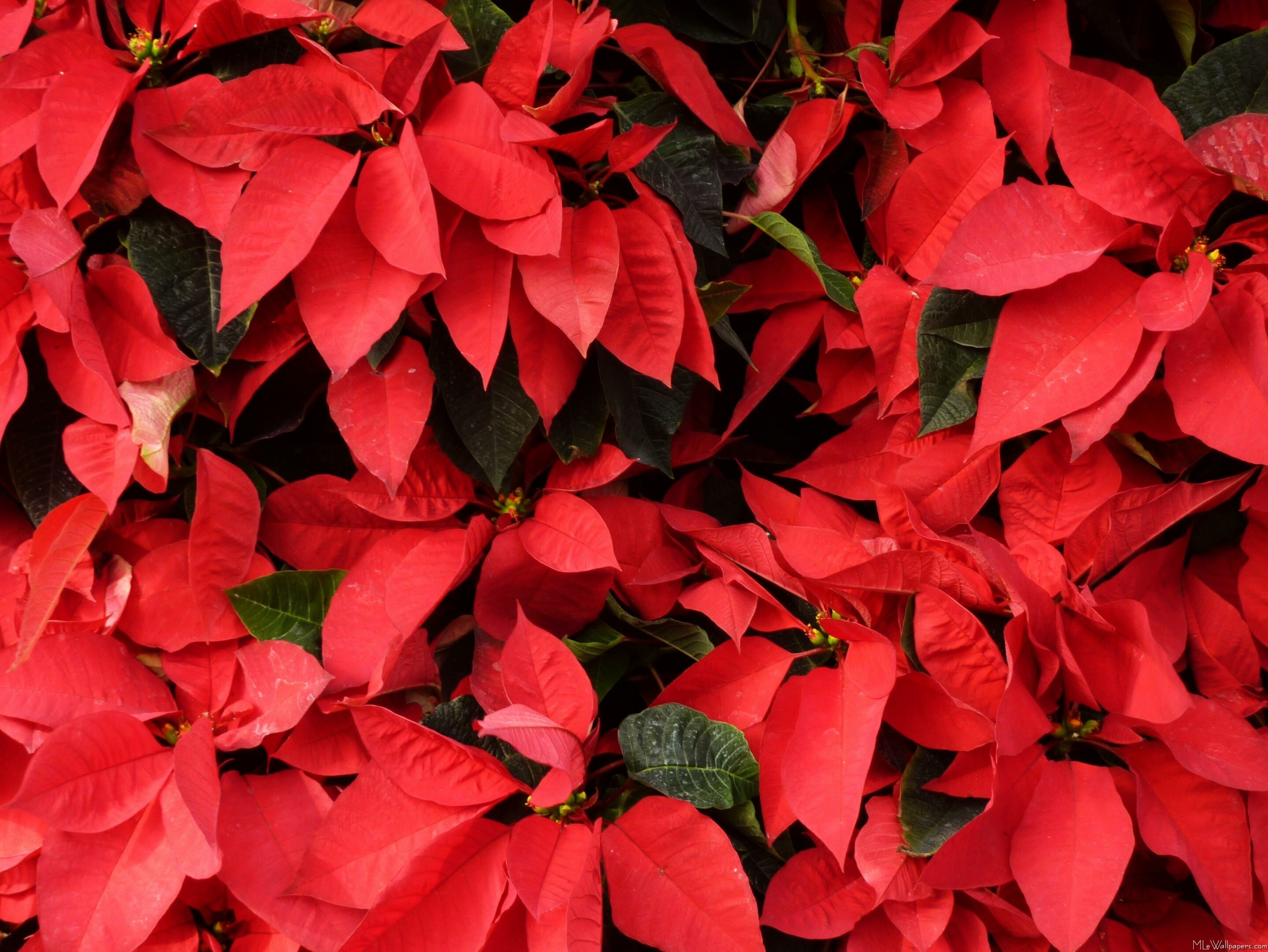 Poinsettia: Prior to poinsettia, it was known as "Mexican flame flower" or "painted leaf. 2880x2160 HD Background.