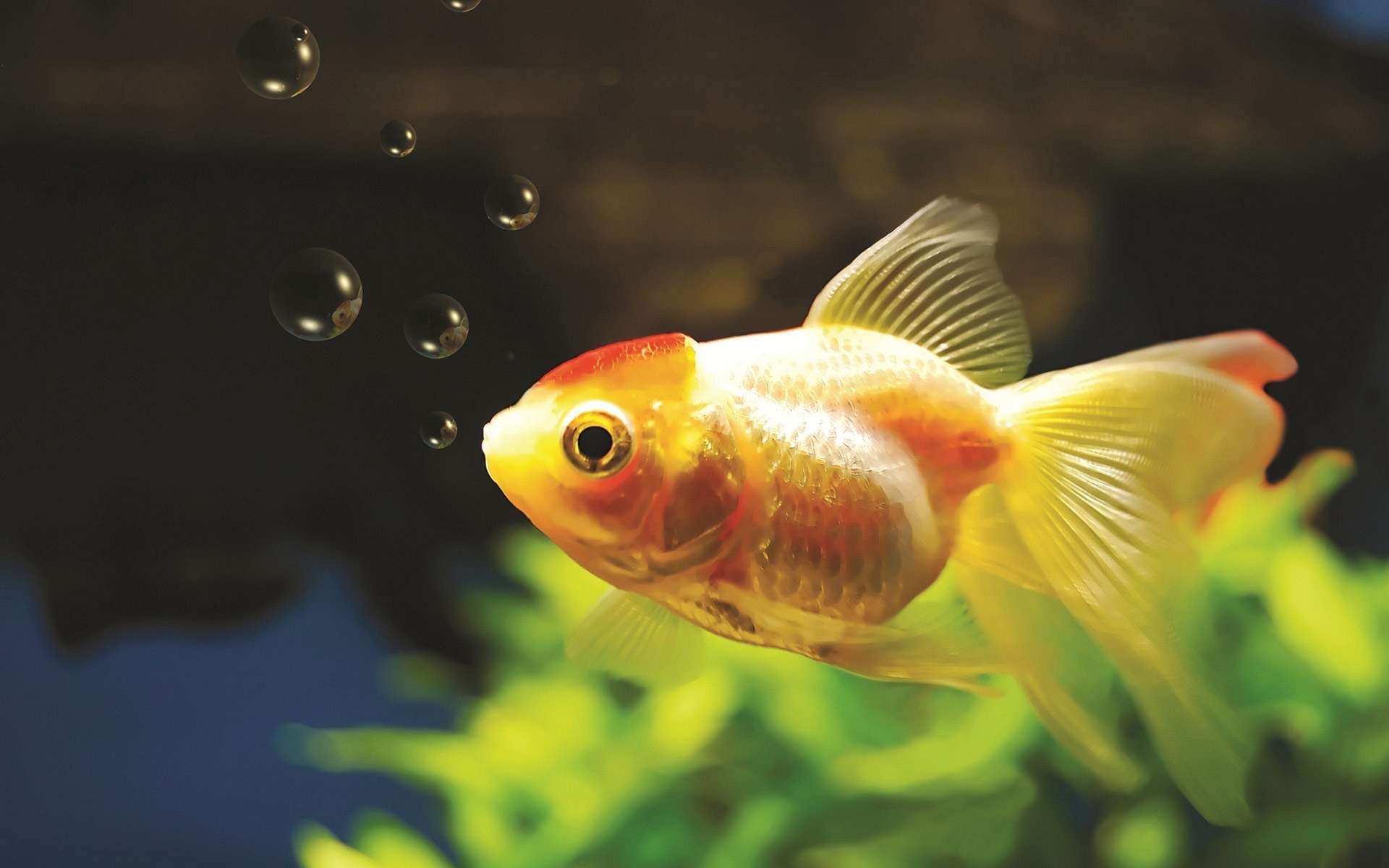 Goldfish: One of the most commonly kept aquarium species, Underwater. 1920x1200 HD Background.