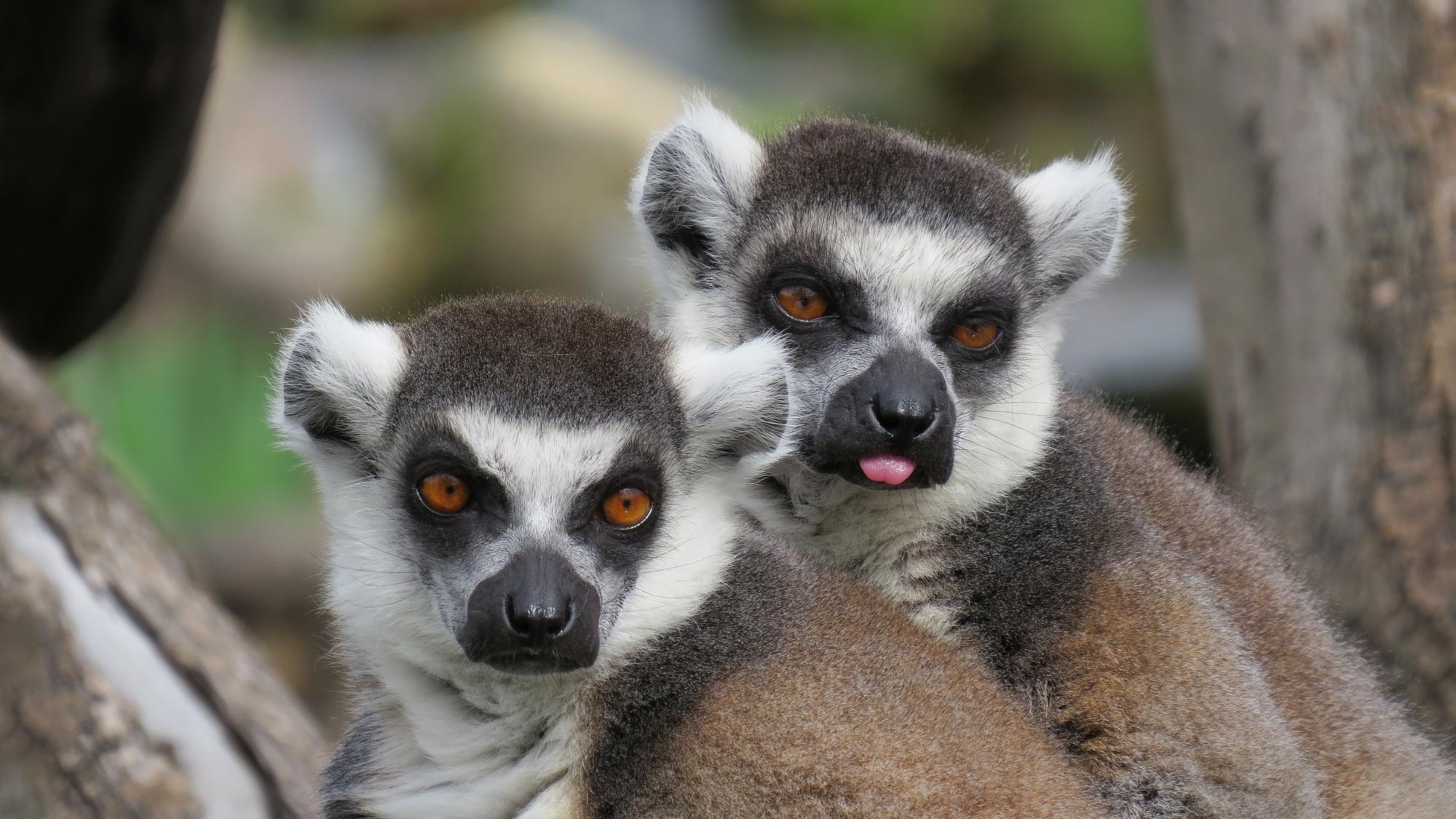 Ring-tailed lemur, Safari adventure, Lemur behavior, Wildlife photography, 2000x1130 HD Desktop