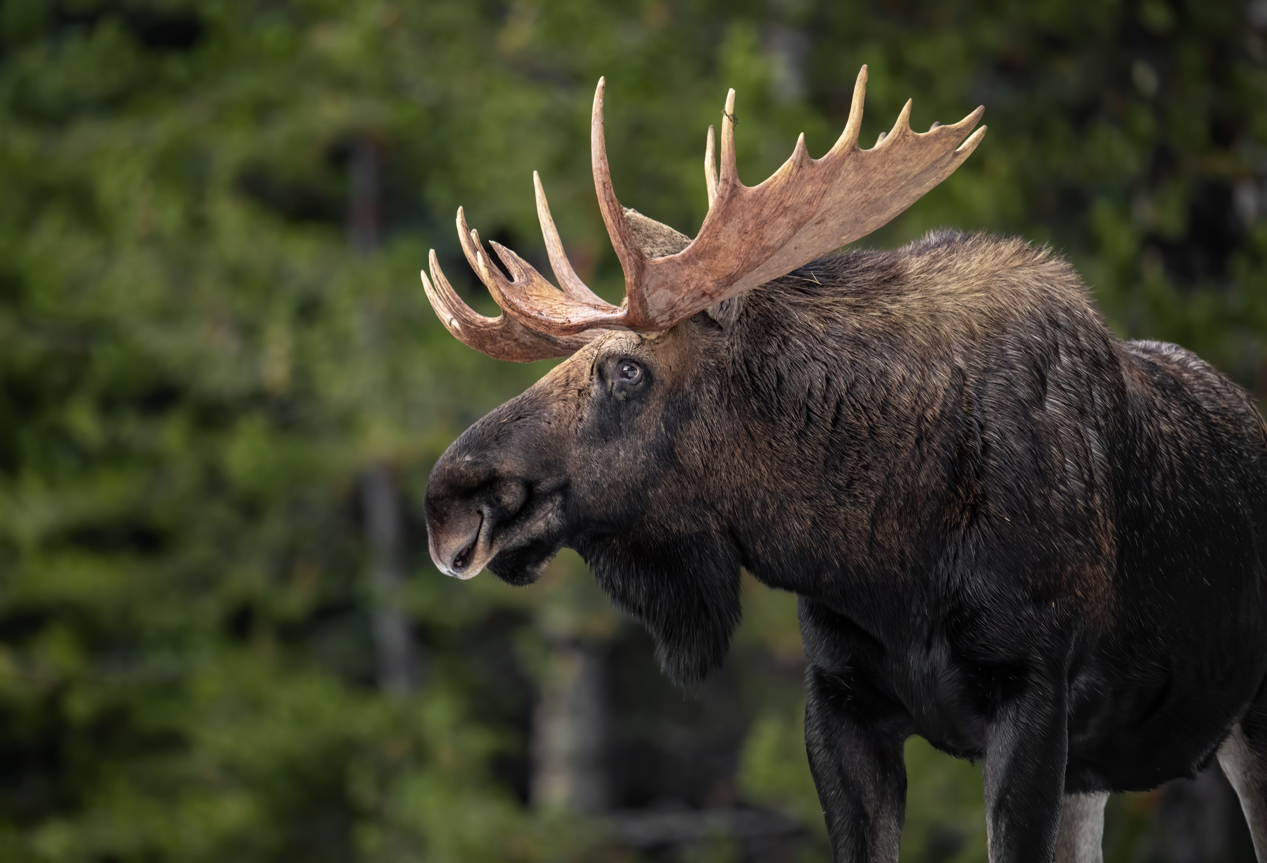 Impressive antlers, Bull moose's power, Unique home decor, Natural art, 2500x1710 HD Desktop