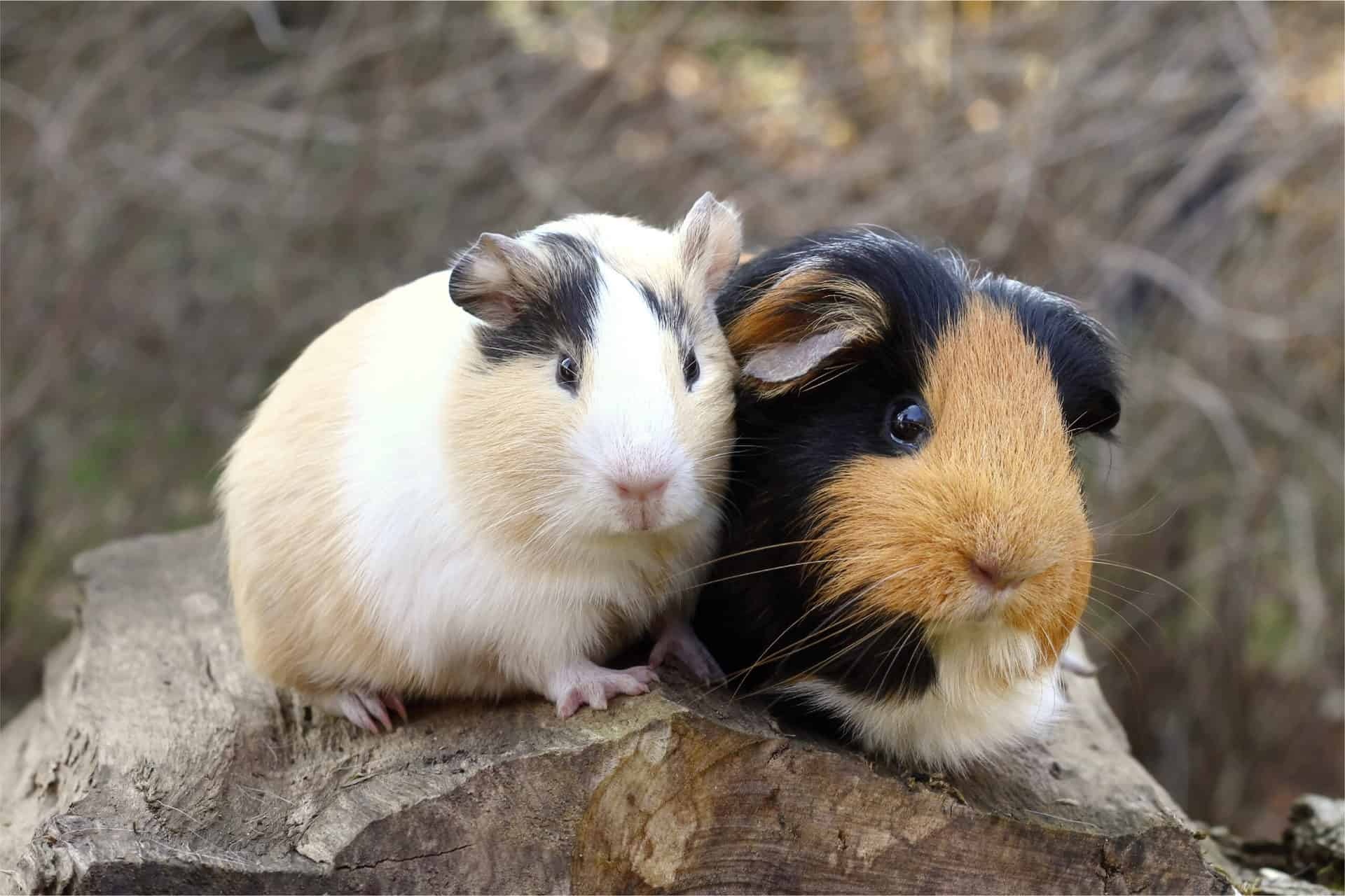 Guinea pig companionship, Bonding guinea pigs, Guinea pig handling, Pet care tips, 1920x1280 HD Desktop