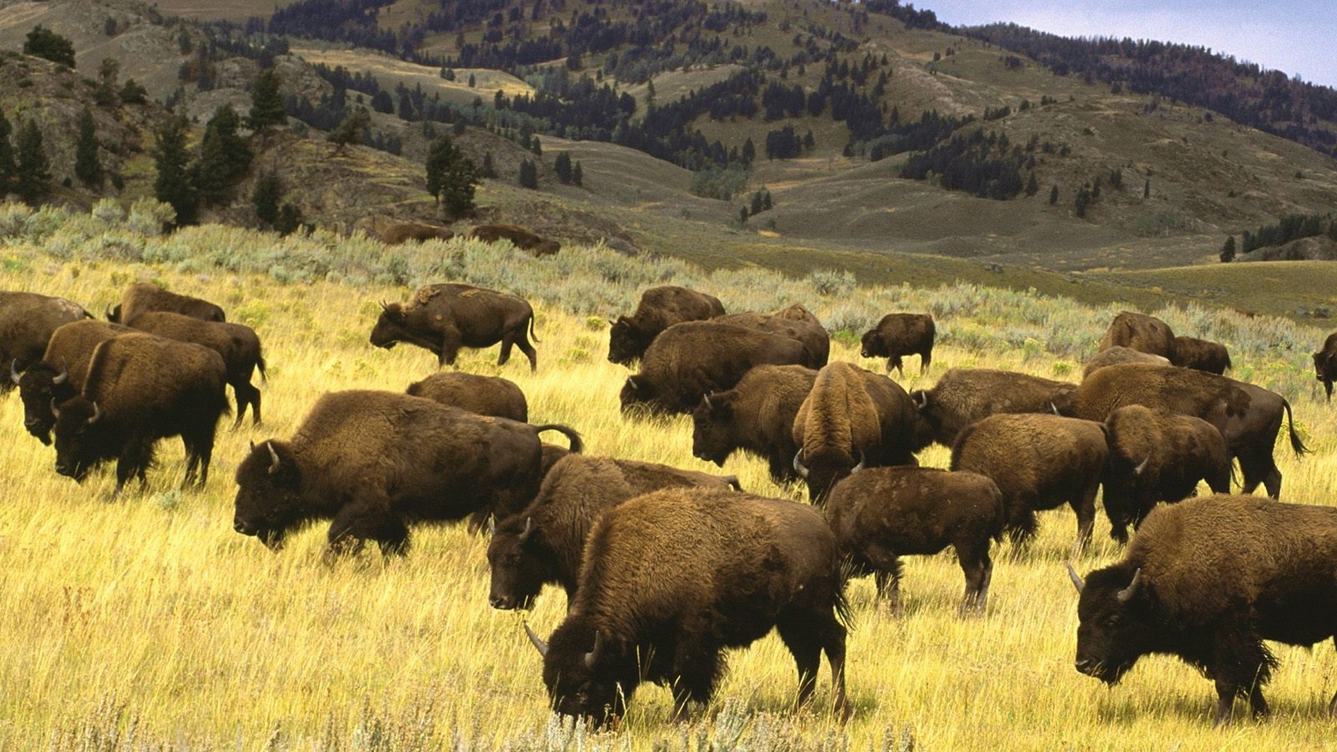 American bison in 4K, Ultra HD wildlife wallpaper, Breathtaking wilderness, Majestic grace, 1920x1080 Full HD Desktop