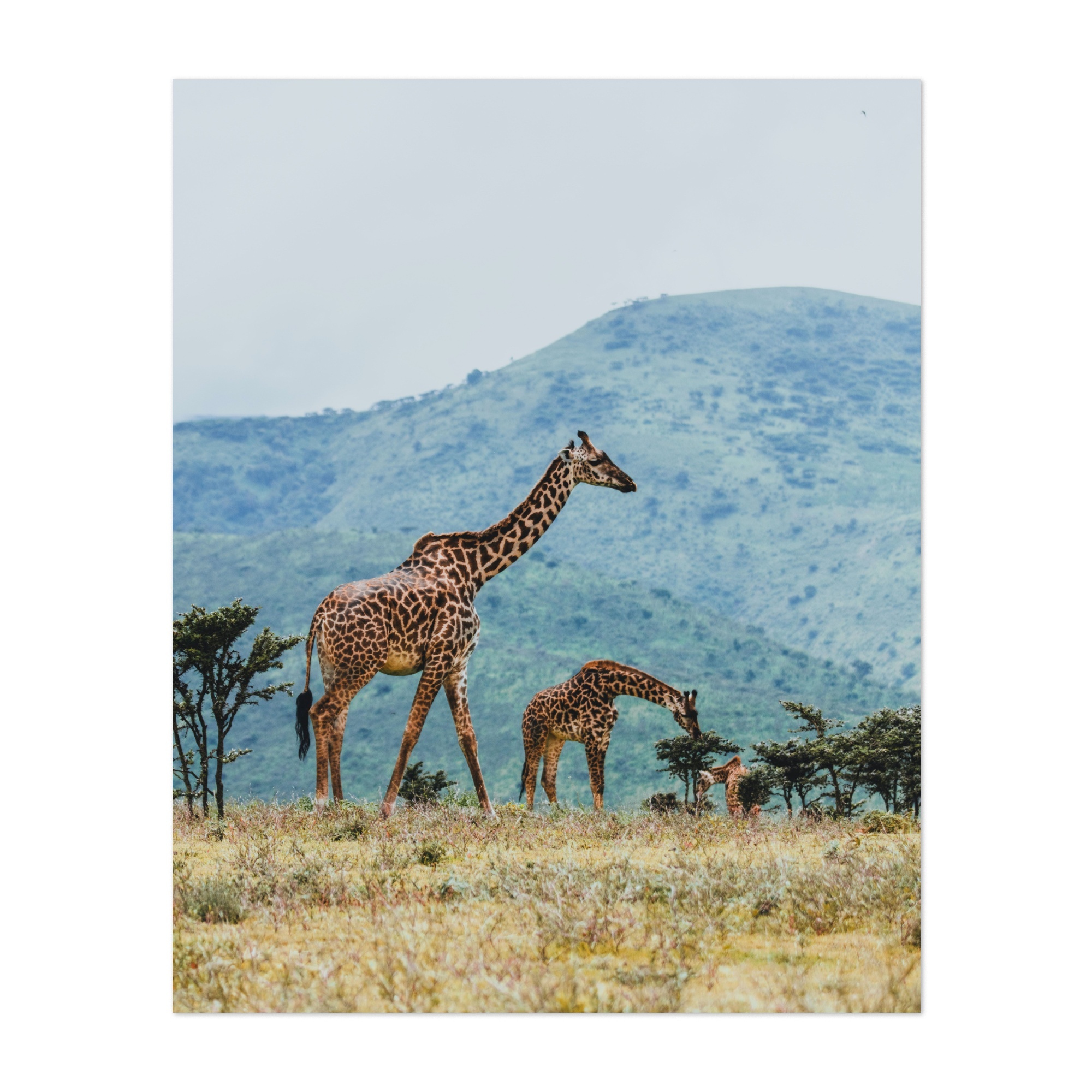 Ngorongoro Crater, Arusha region, Tanzania, 2000x2000 HD Phone