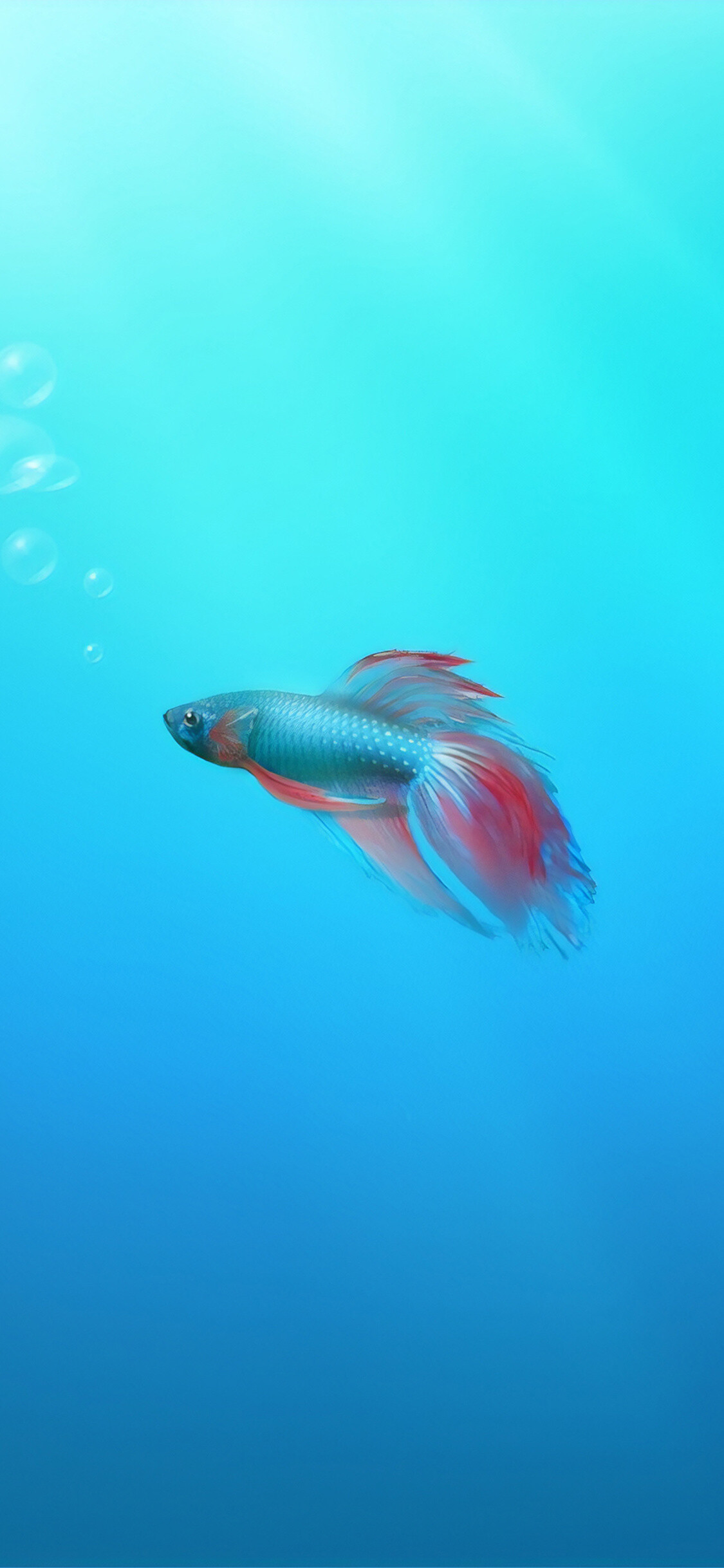 Siamese fish, iPhone XS, HD 4k wallpapers, Stunning fish imagery, 1130x2440 HD Phone