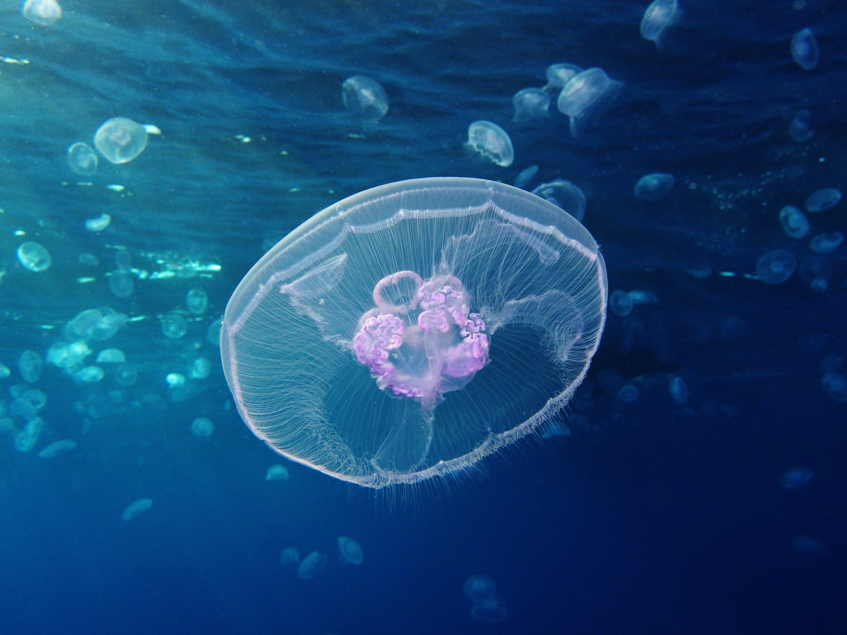 Stunning jellyfish, Majestic marine life, Breathtaking underwater photography, Beautiful sea creatures, 2790x2090 HD Desktop