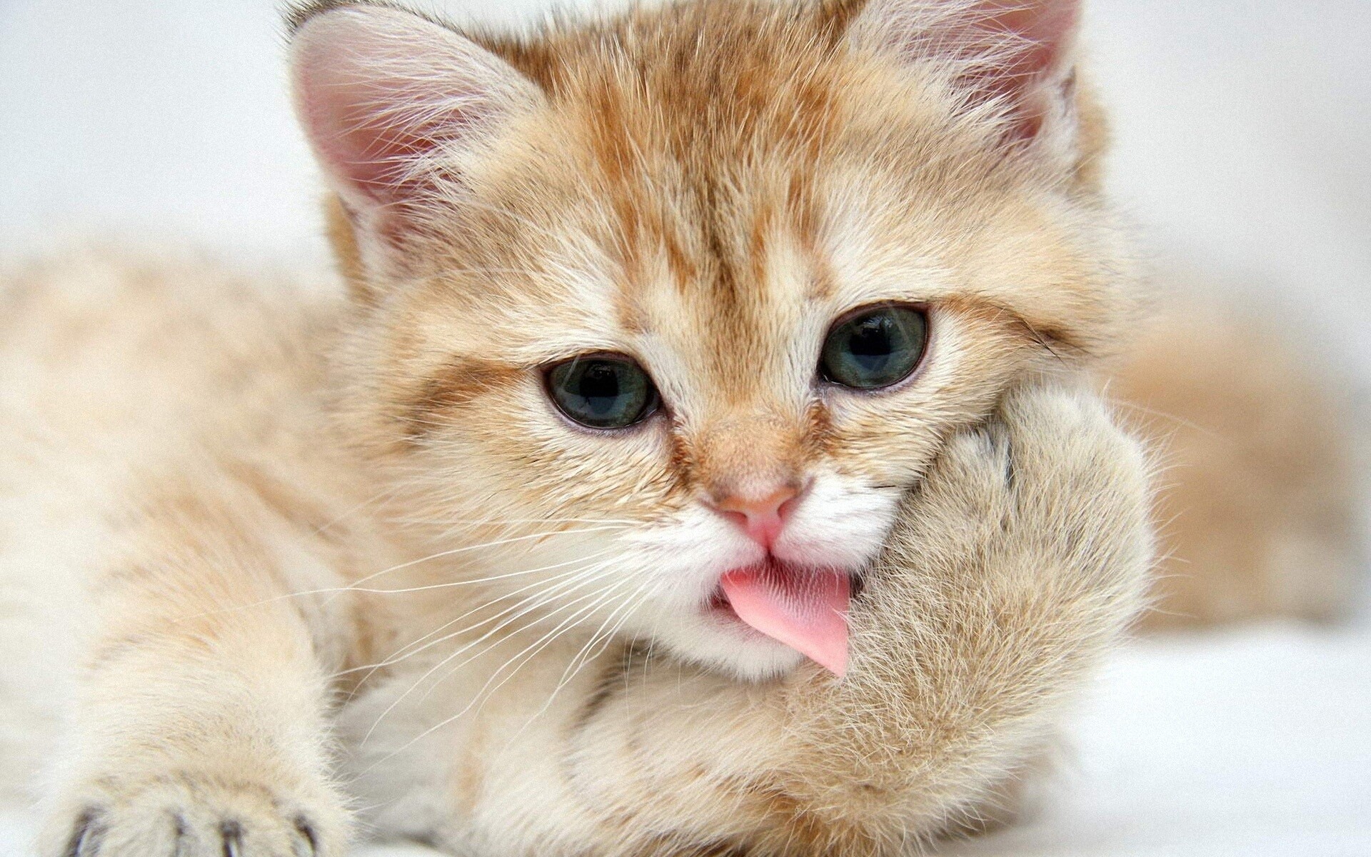 Adorable feline, Playful kitten, Cute cat, Picture-perfect, 1920x1200 HD Desktop