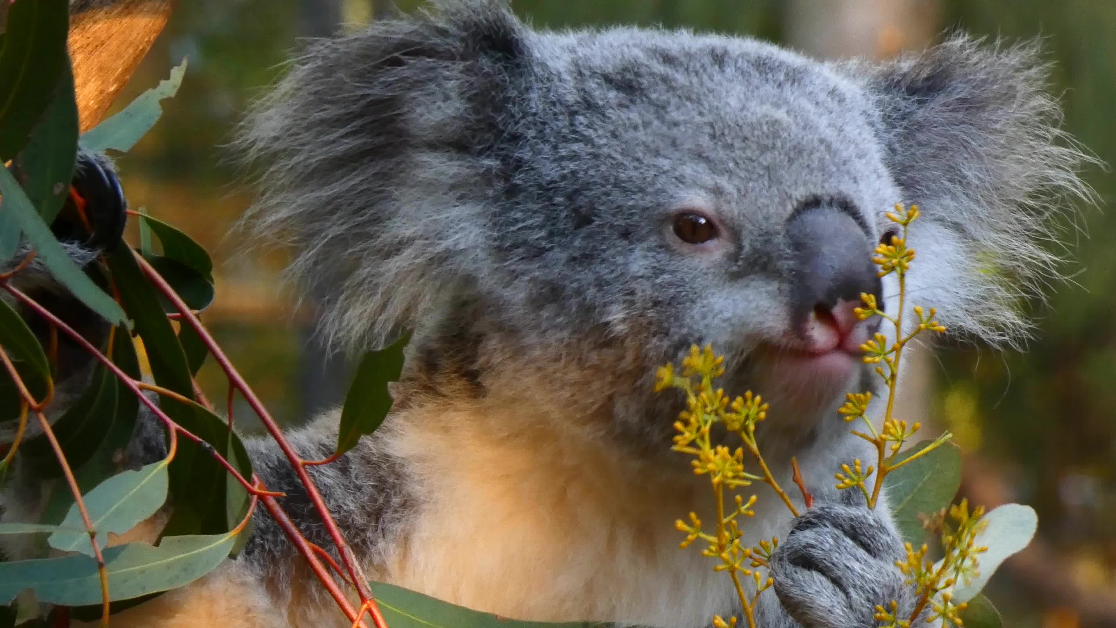 Koala fressende pflanze, 4K, Stock video, Vecteezy, 3840x2160 4K Desktop