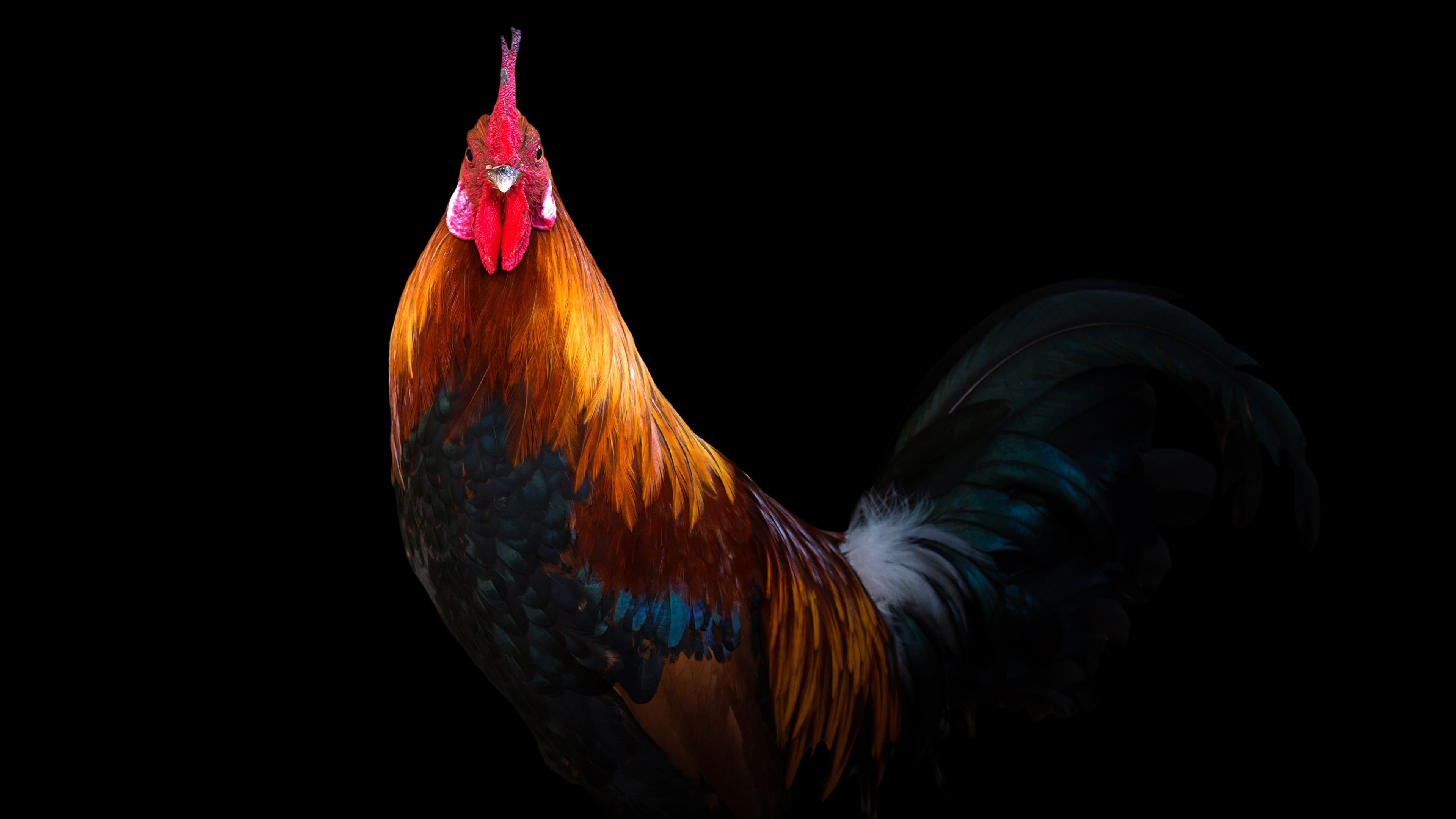 Rooster wallpapers, Proud rulers, Country living, Rustic beauty, 3840x2160 4K Desktop