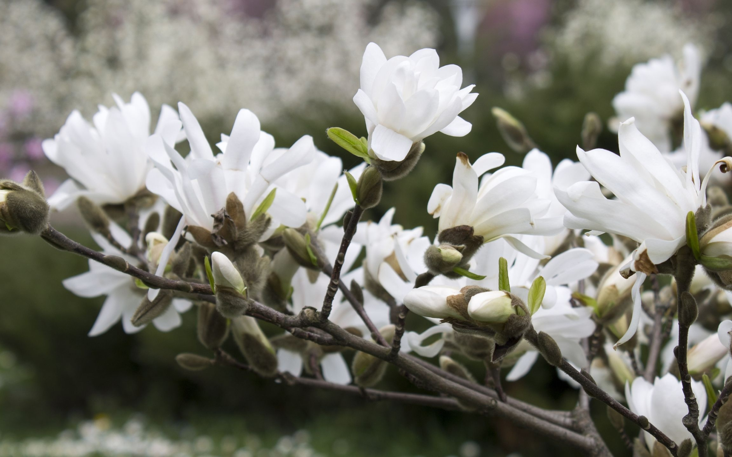 White magnolia, Eye-catching desktop, High-quality, Desktop backgrounds, 2560x1600 HD Desktop