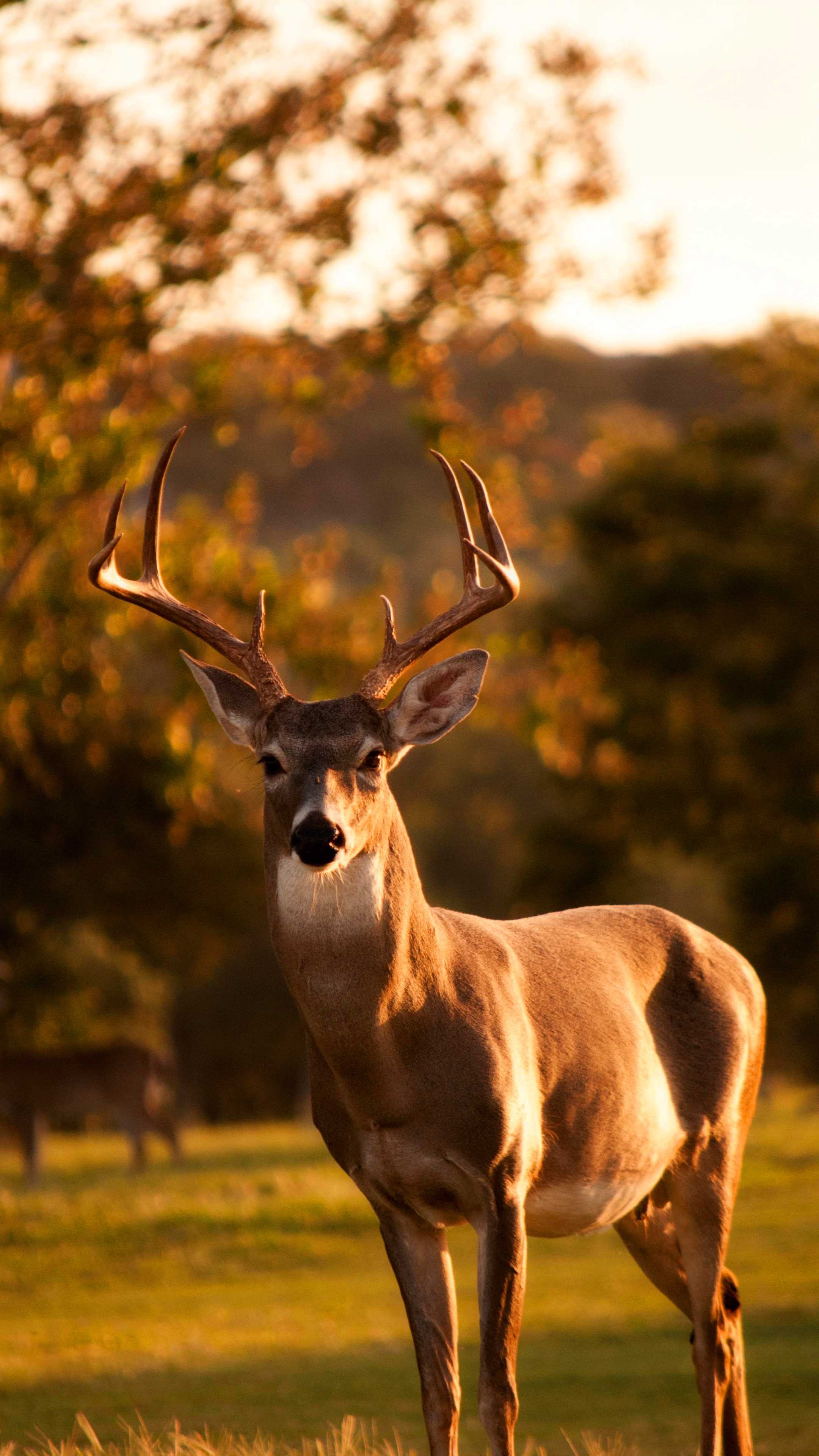 Majestic deer, Wildlife beauty, Forest creature, Nature's art, 2160x3840 4K Phone