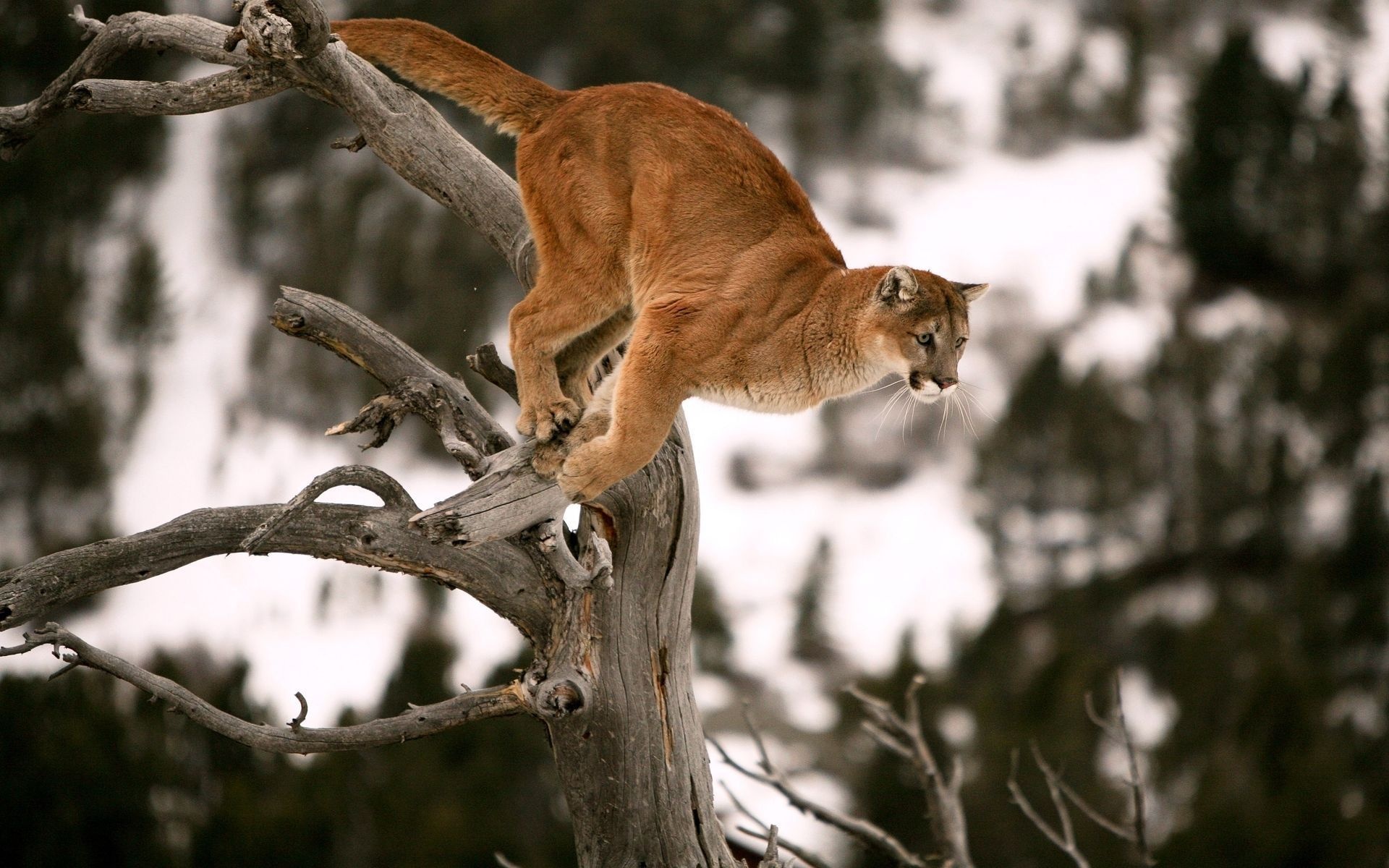 Cougar, Striking wallpapers, Captivating images, Wildlife enthusiasts, 1920x1200 HD Desktop