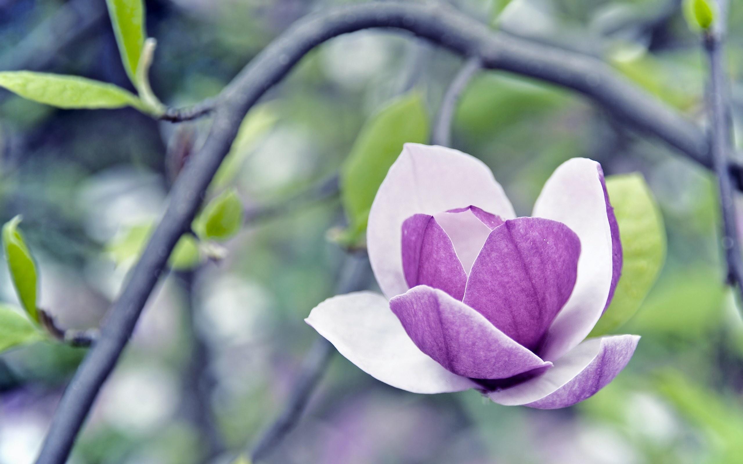Beautiful magnolias, Desktop and mobile wallpapers, Nature's splendor, Vivid backgrounds, 2560x1600 HD Desktop