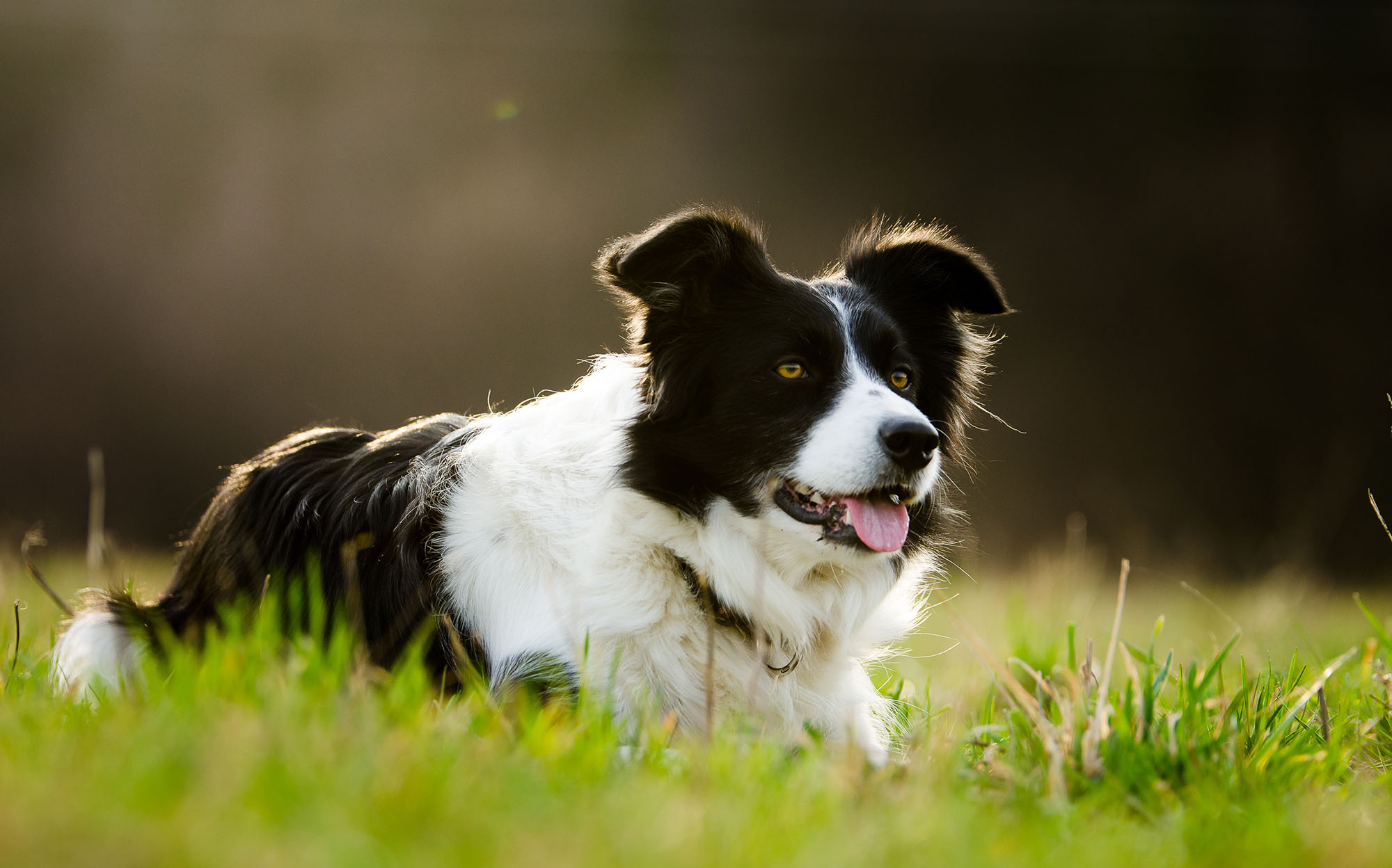 Collie's personality profile, Easy-to-care dog, Active lifestyle, Loving companion, 2000x1250 HD Desktop