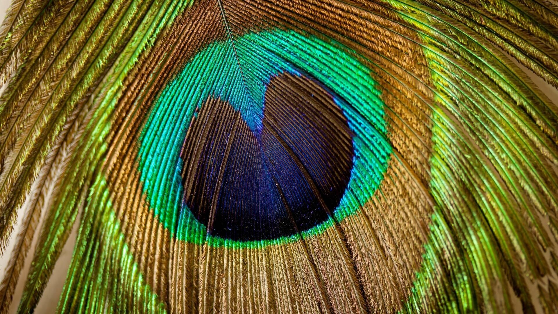 Peacock: Tail feathers have eye-like spots, surrounded with red, green, gold, and red feathers. 1920x1080 Full HD Wallpaper.