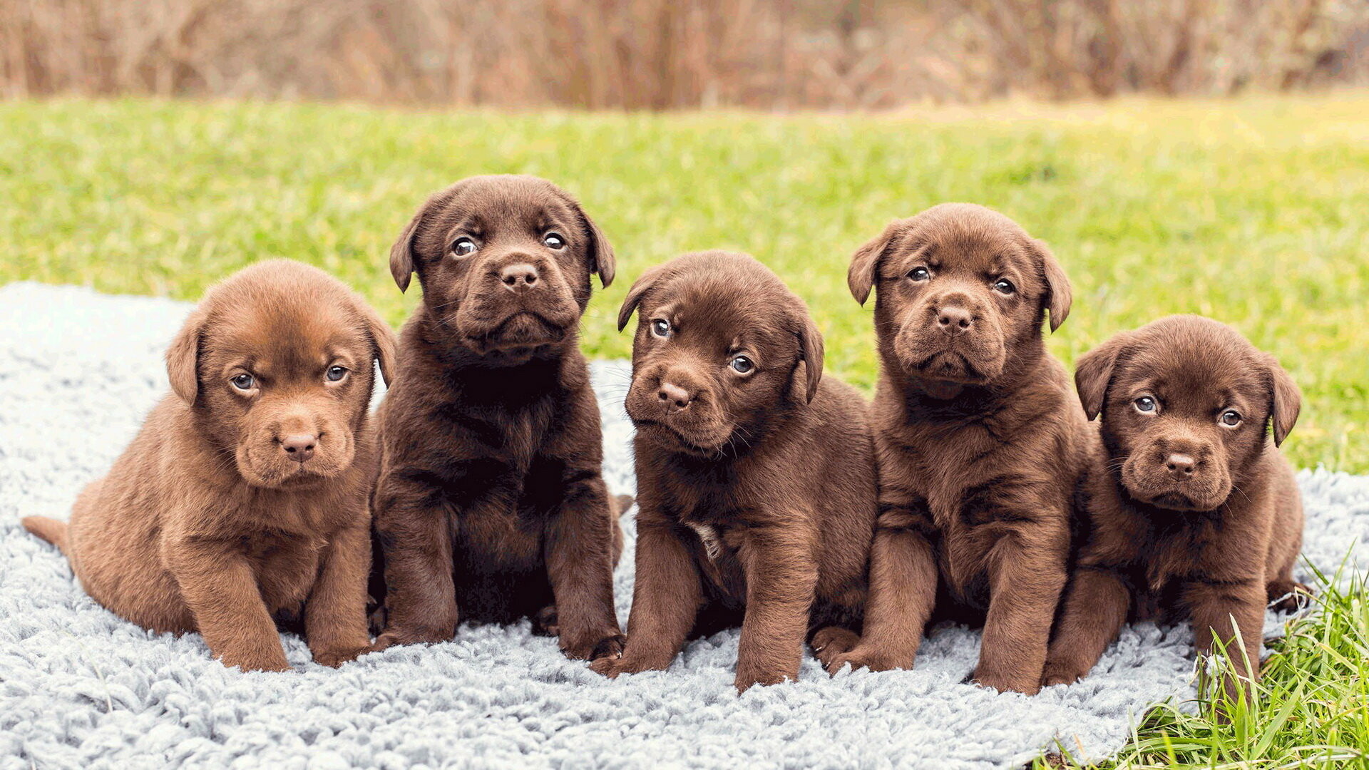 Puppy: Labrador Retriever, Pups, Young dogs. 1920x1080 Full HD Wallpaper.