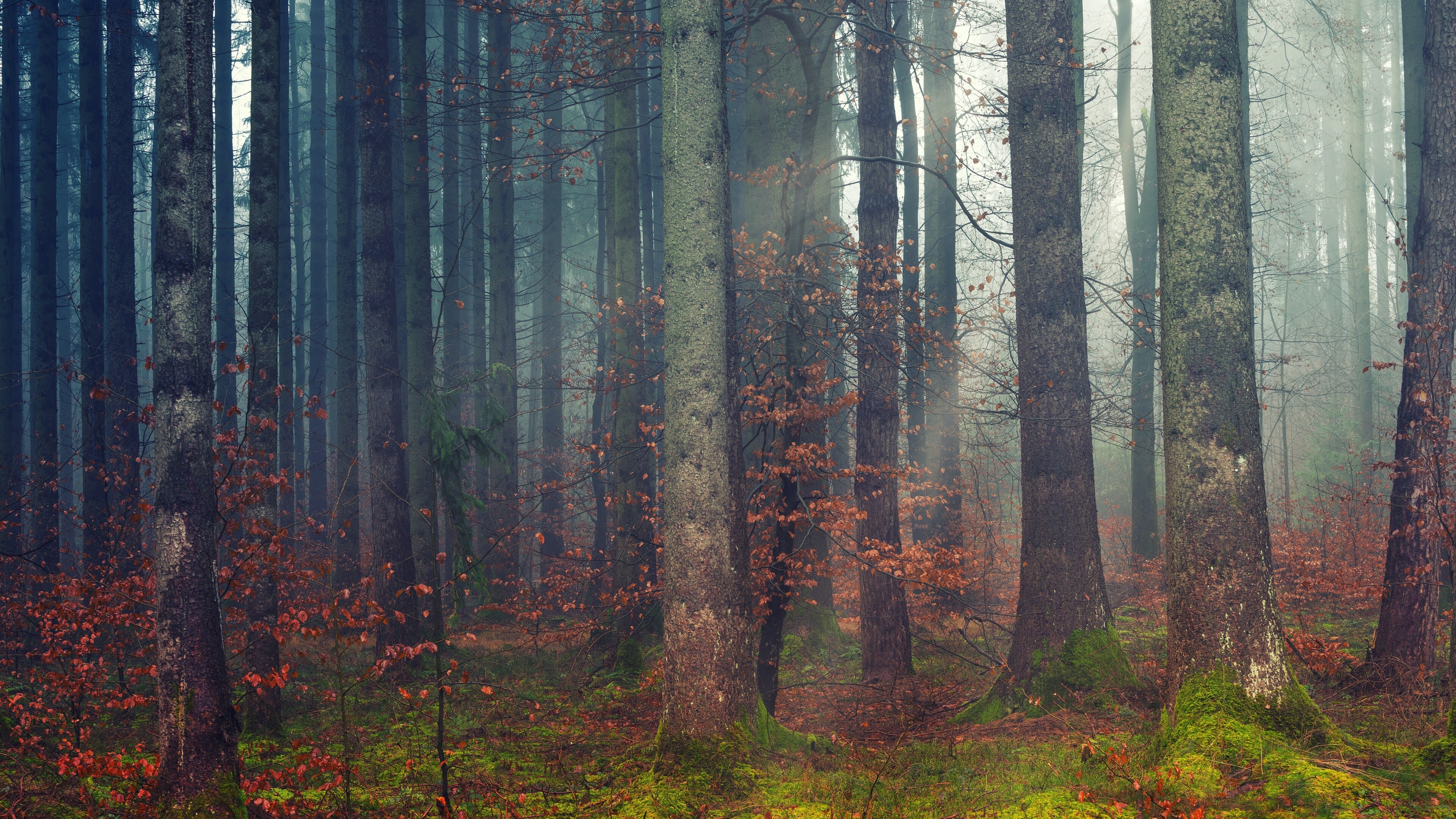 Woodland in daylight, Fall season, Dawn's beauty, Nature's wonder, 3840x2160 4K Desktop