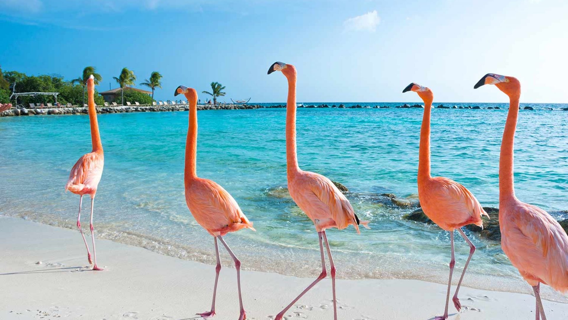 Aruba Island, Travels, Vacation guide, Caribbean islands, 1920x1080 Full HD Desktop
