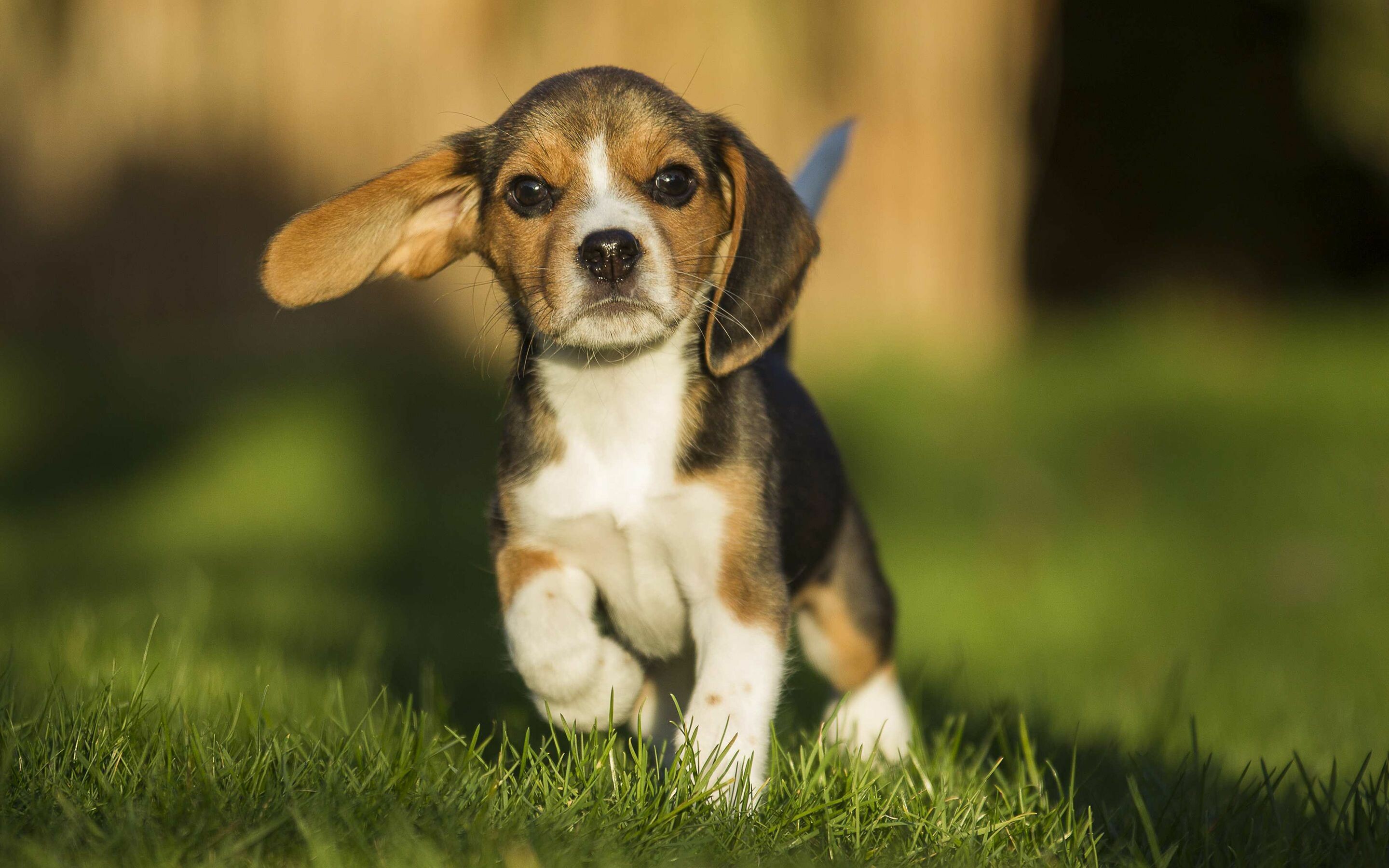 Beagle: The modern breed was developed in Great Britain around the 1830s. 2880x1800 HD Wallpaper.