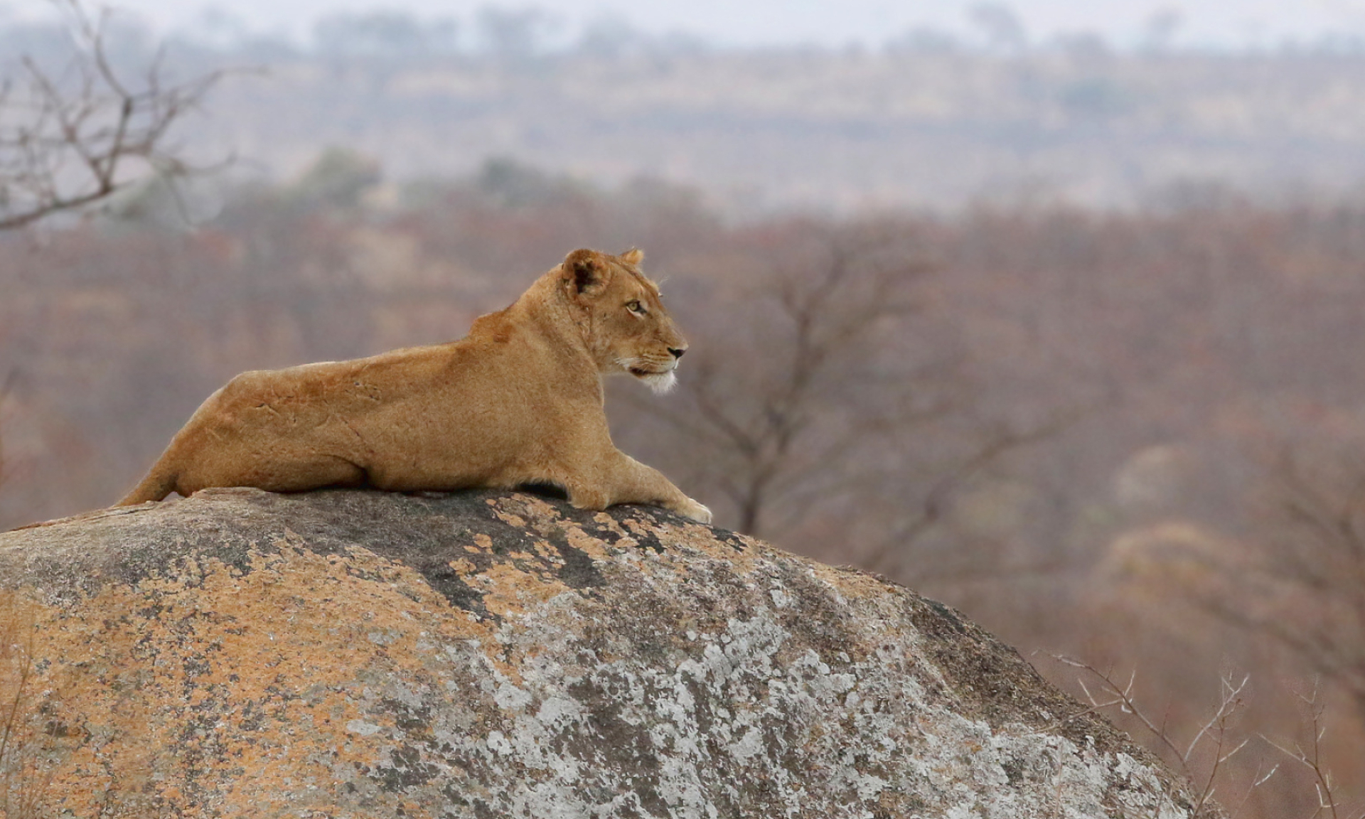 Kruger National Park, Safari calendar, 1920x1160 HD Desktop