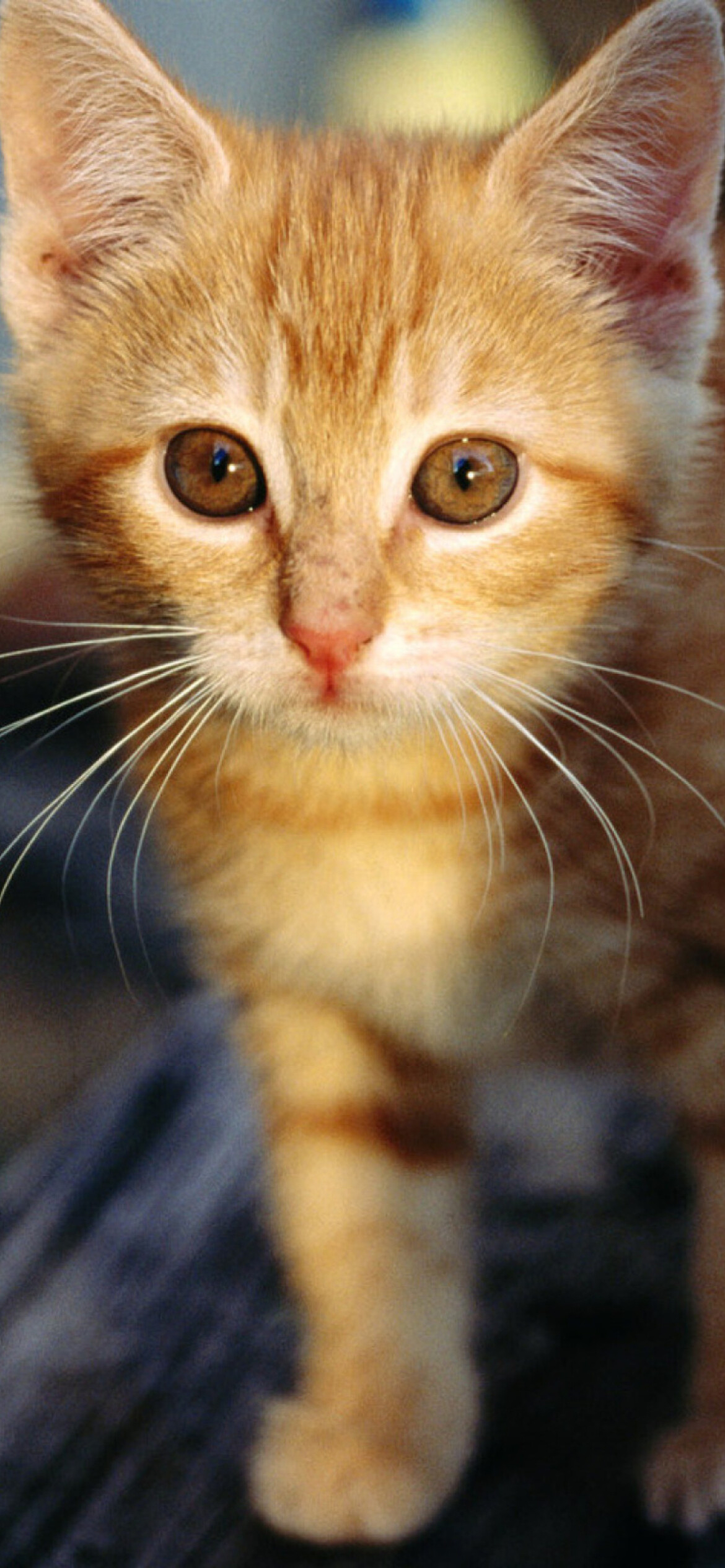 Kitten: Felis catus, A domestic species of small carnivorous mammal. 1170x2540 HD Wallpaper.