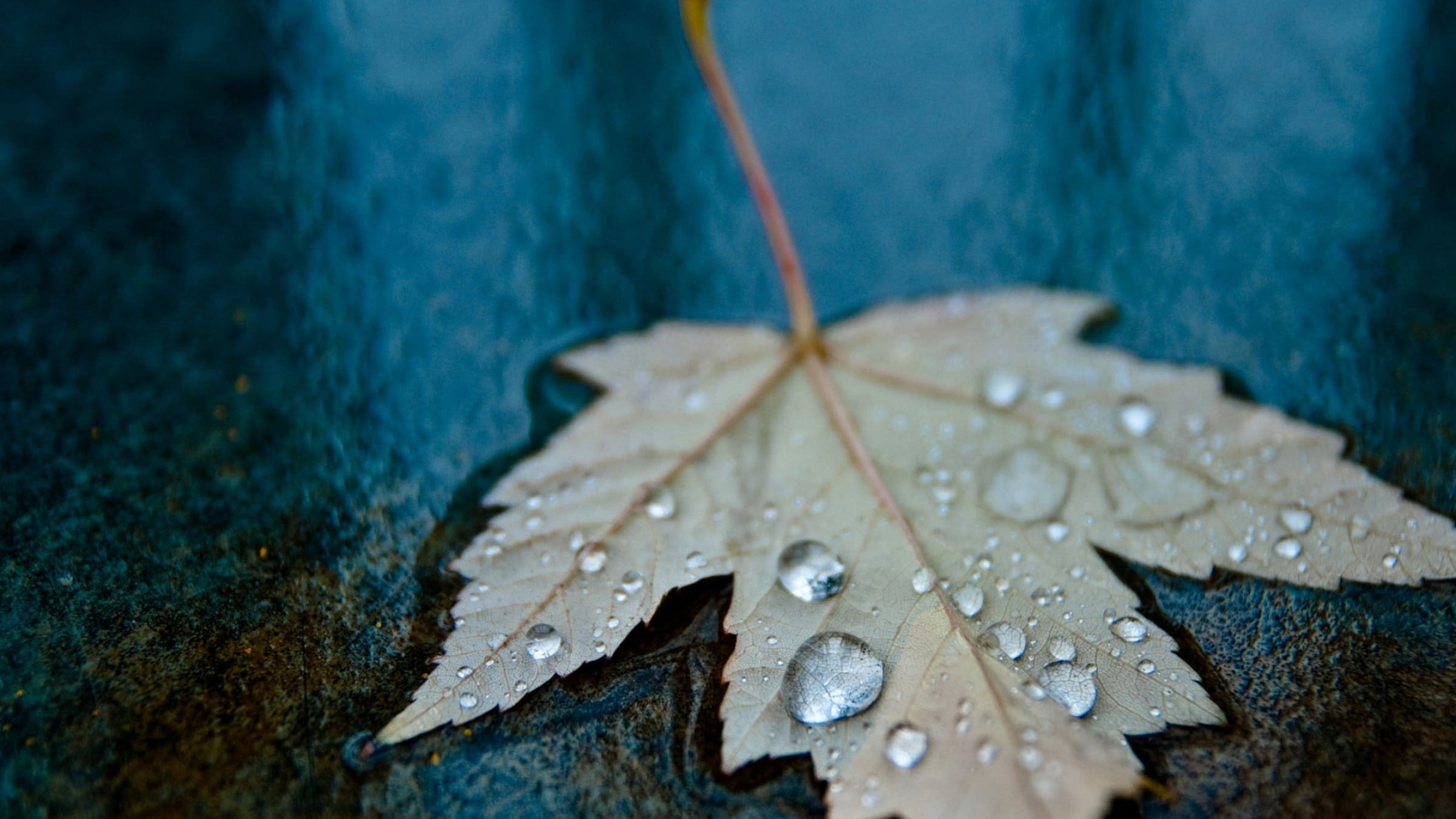 Gray maple leaf, Macro leaves, Water drops, Gray maple leaf, 2400x1350 HD Desktop