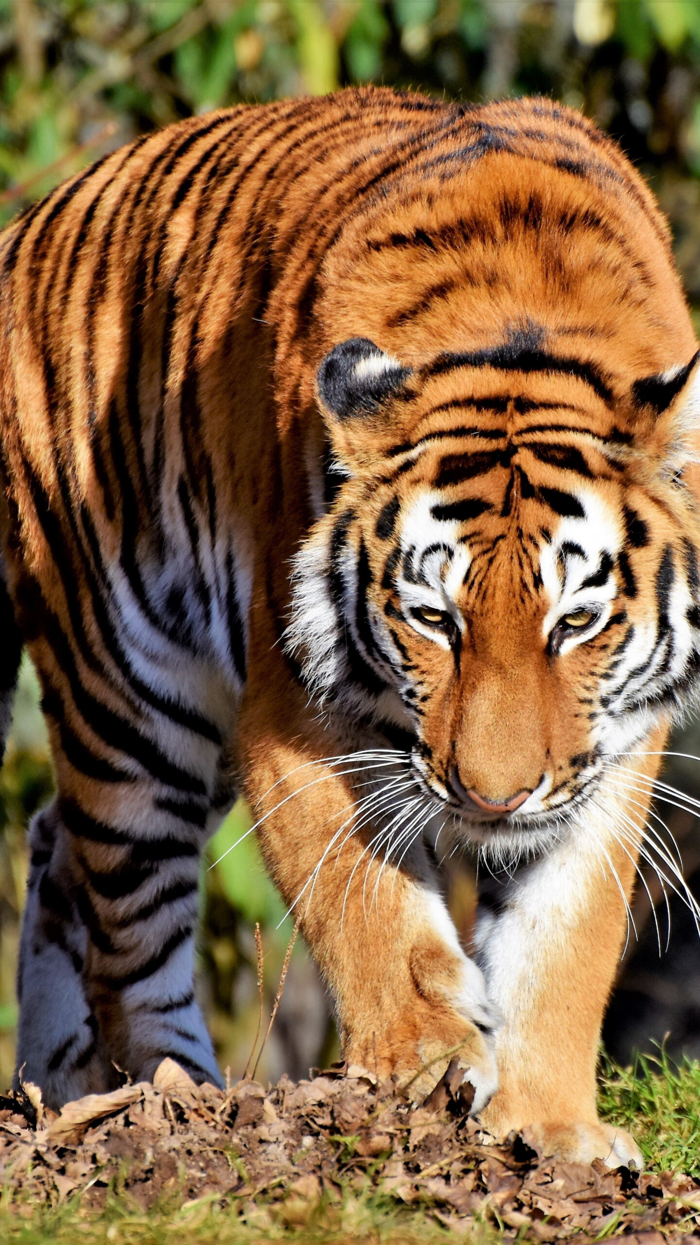Tiger: The largest of all the Asian big cats, tigers rely primarily on sight and sound rather than smell for hunting. 1440x2560 HD Wallpaper.