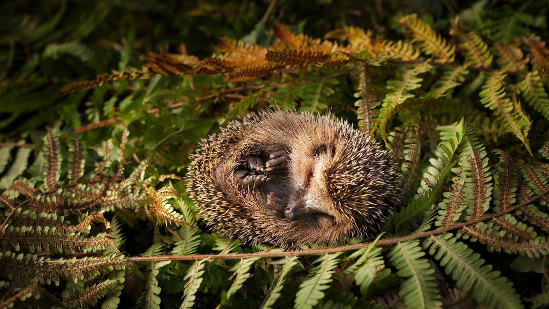 Hedgehog: A small mammal with porcupine-like sharp spines all over its body. 1920x1080 Full HD Wallpaper.