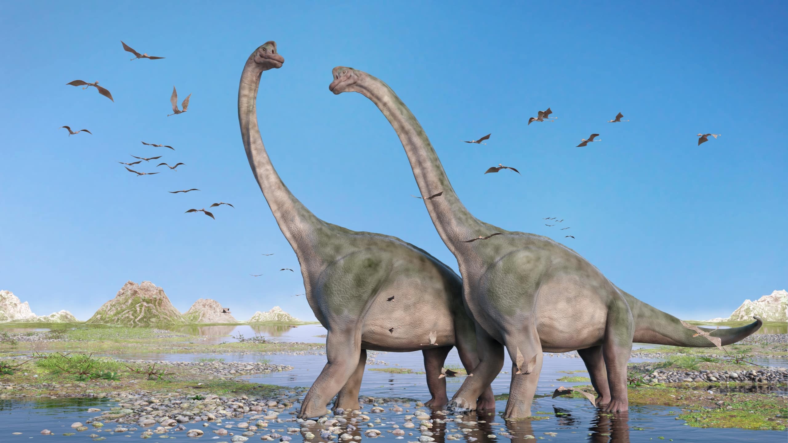 Brachiosaurus features, Steckbrief, Dinosaur, 2560x1440 HD Desktop