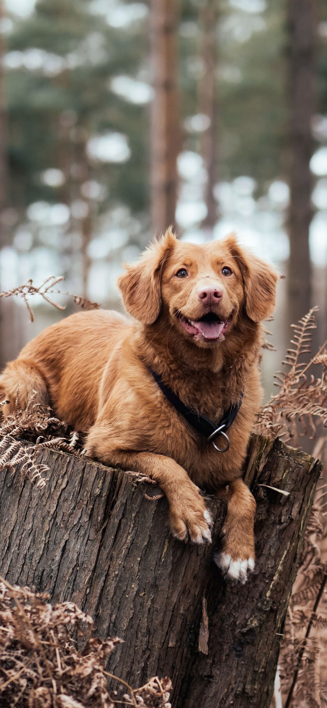 Dog: Nova Scotia Duck Tolling Retriever, Toller, The 87th most popular breed. 1130x2440 HD Background.
