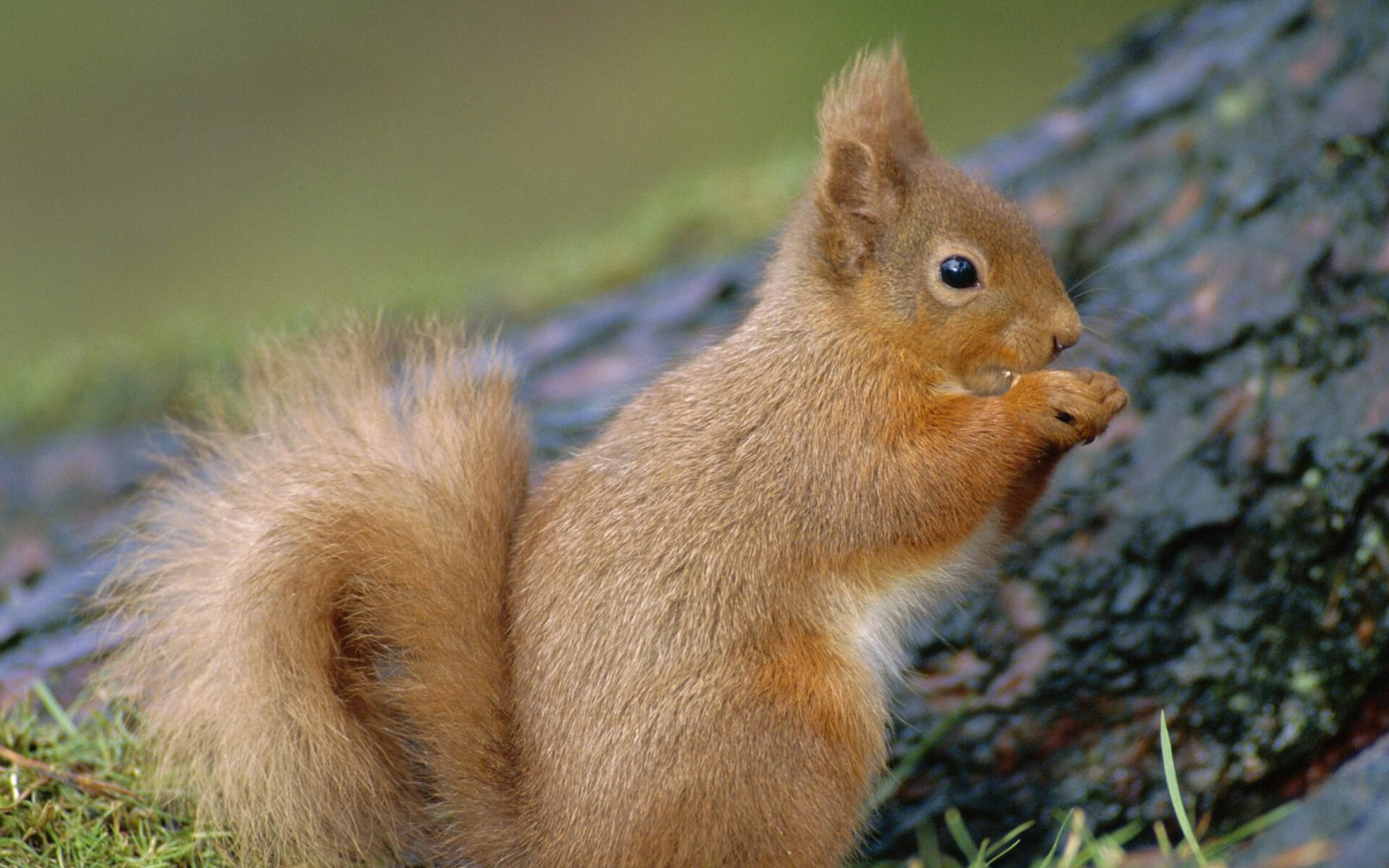 Squirrel: Herbivorous animals, Feed on a variety of plants. 1920x1200 HD Background.