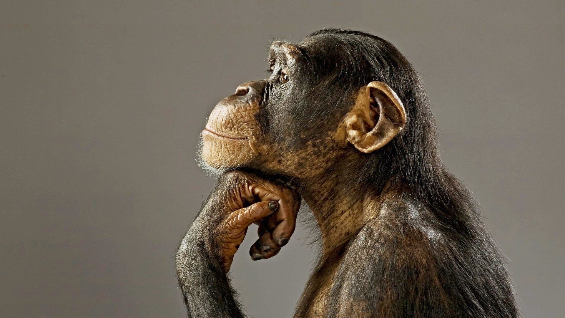 Chimpanzee in the wild, Chimpanzee portrait, Primate intelligence, Jungle habitat, 1920x1080 Full HD Desktop