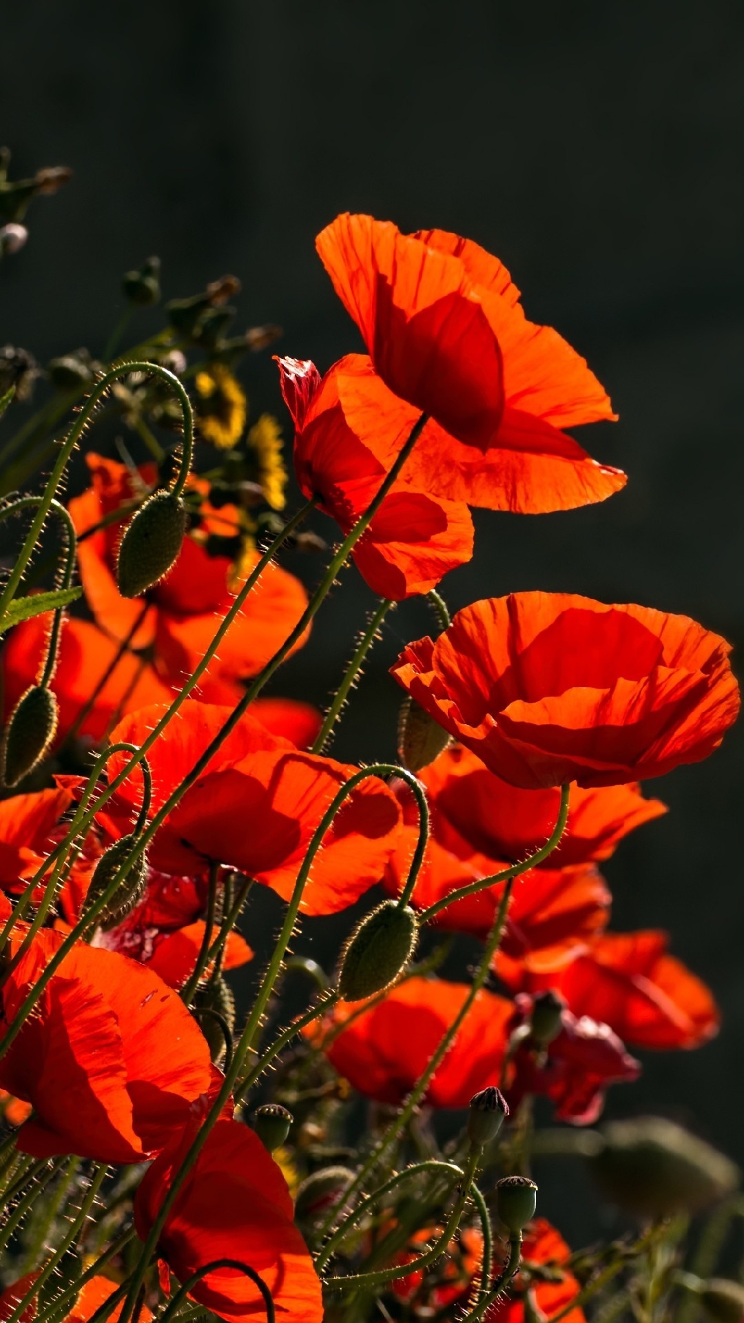 Flower Field: Red Poppies, Papaver rhoeas, Bloom. 1080x1920 Full HD Background.