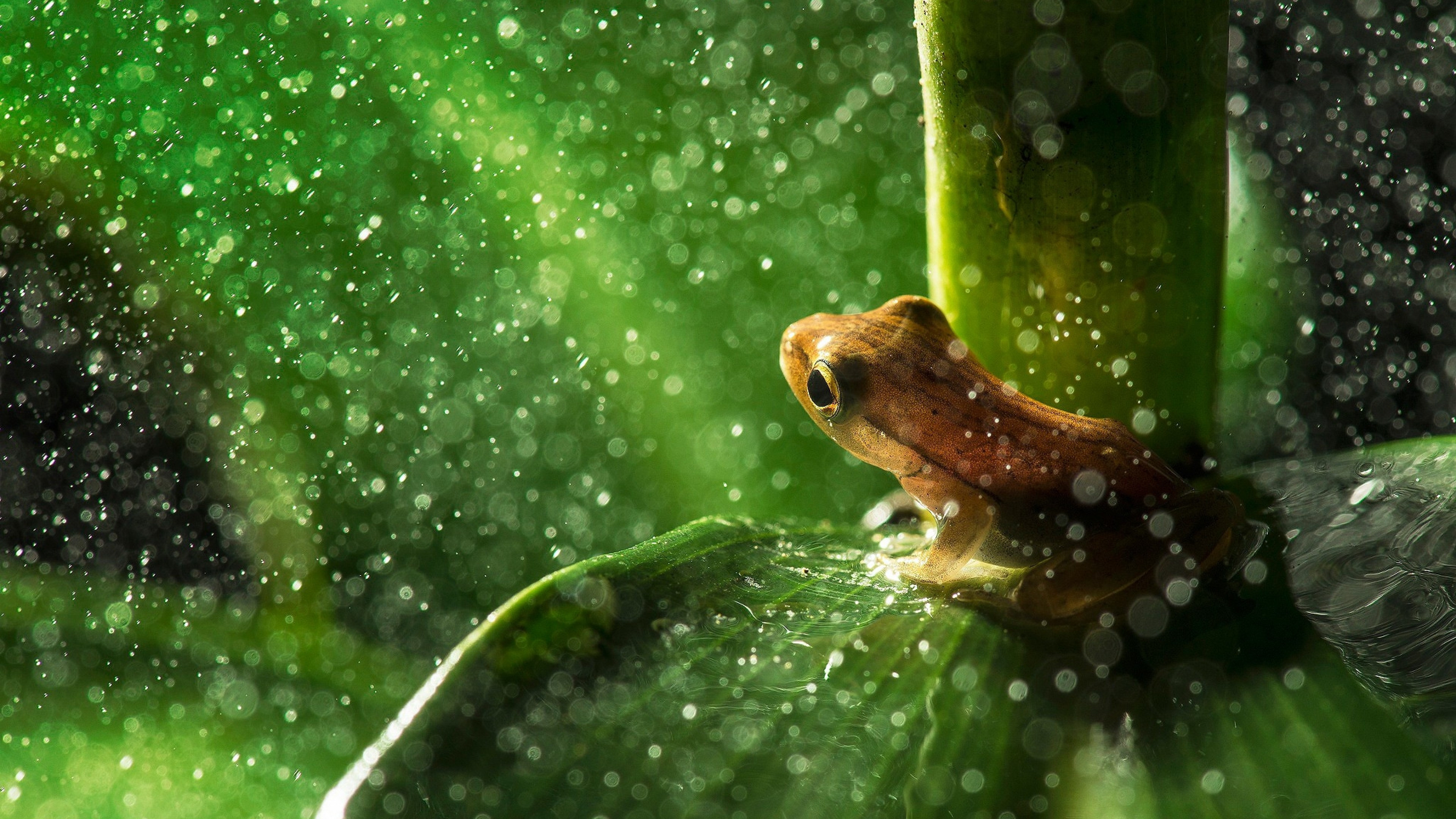 Frog bokeh leaf wallpapers, Nature's beauty, Tranquil backdrop, Bokeh effect, 3840x2160 4K Desktop