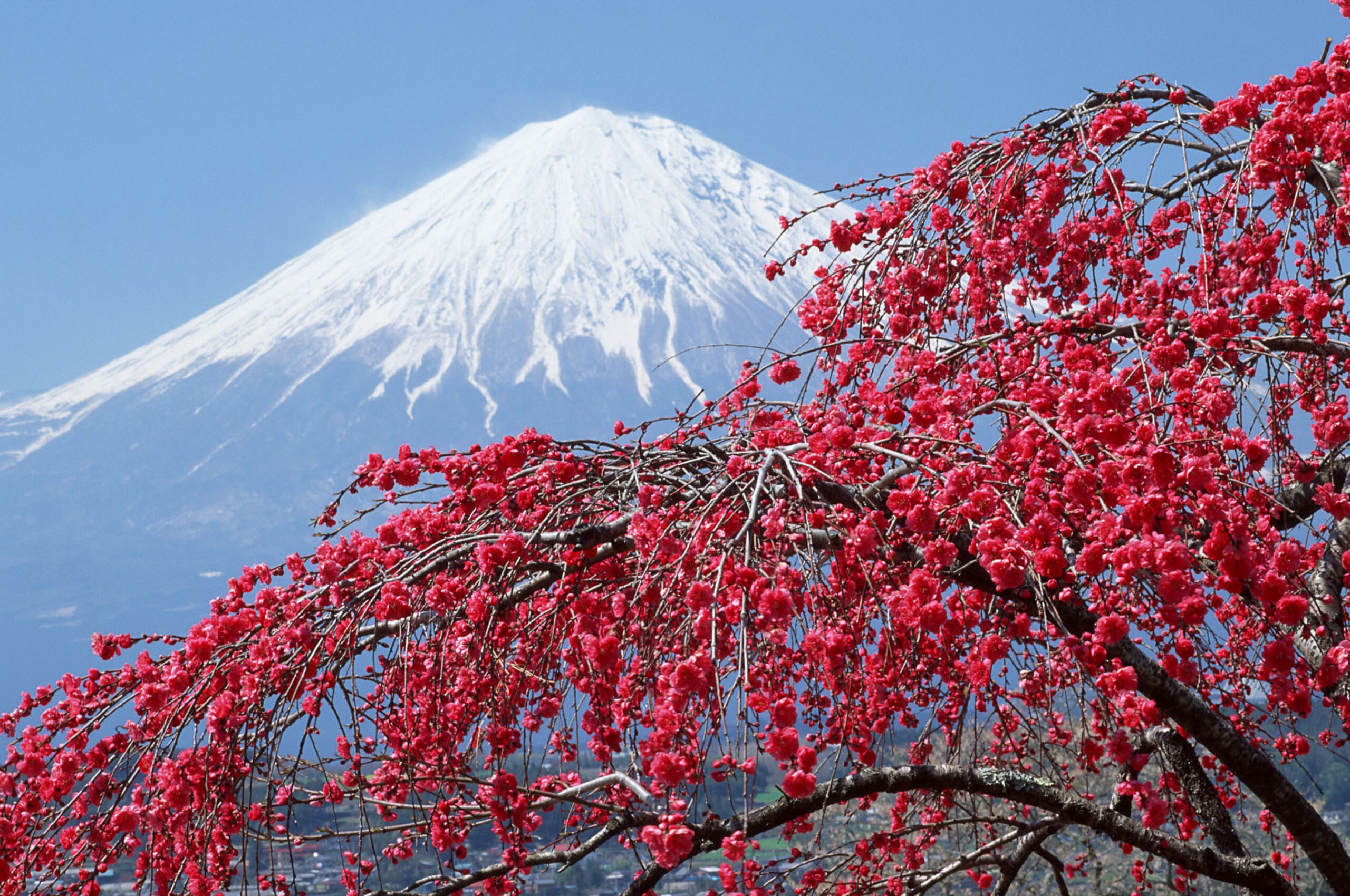Japan: Mount Fuji, Sakura, Nature, An island country in East Asia. 2560x1700 HD Wallpaper.