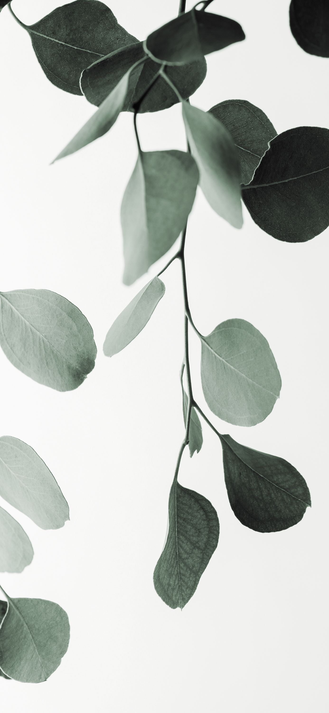 Minimalist aesthetic, Eucalyptus wallpaper, Plant vibes, iPhone background, 1390x3000 HD Handy