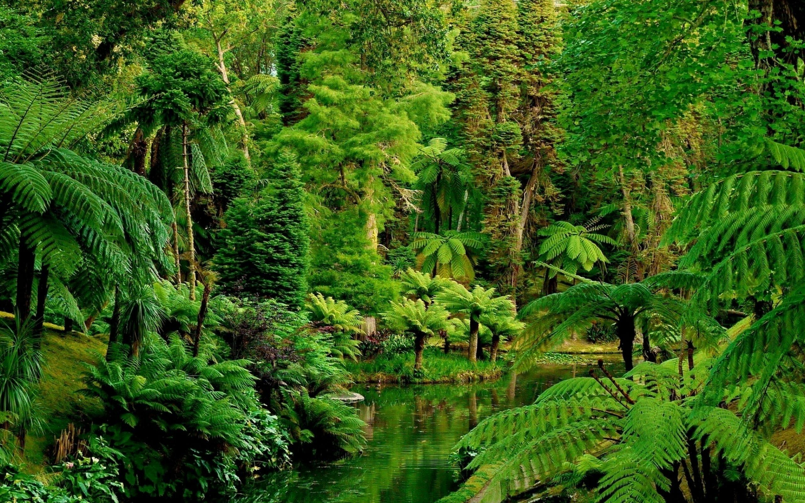 Jungle: Monsoon forests have a more open canopy than rainforests. 2560x1600 HD Wallpaper.
