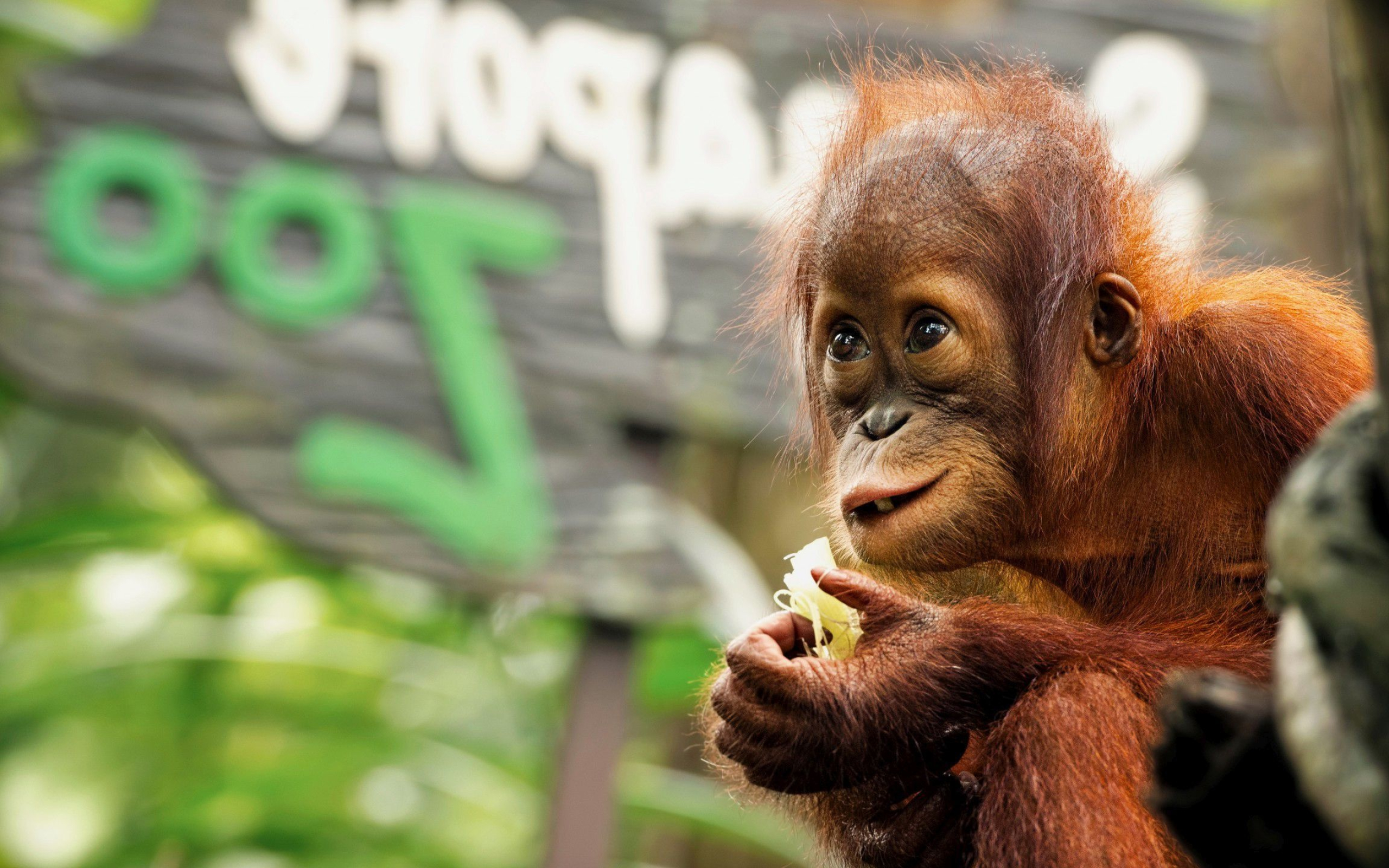 Baby orangutan, Animal wallpapers, Adorable primate, Innocent eyes, 2560x1600 HD Desktop