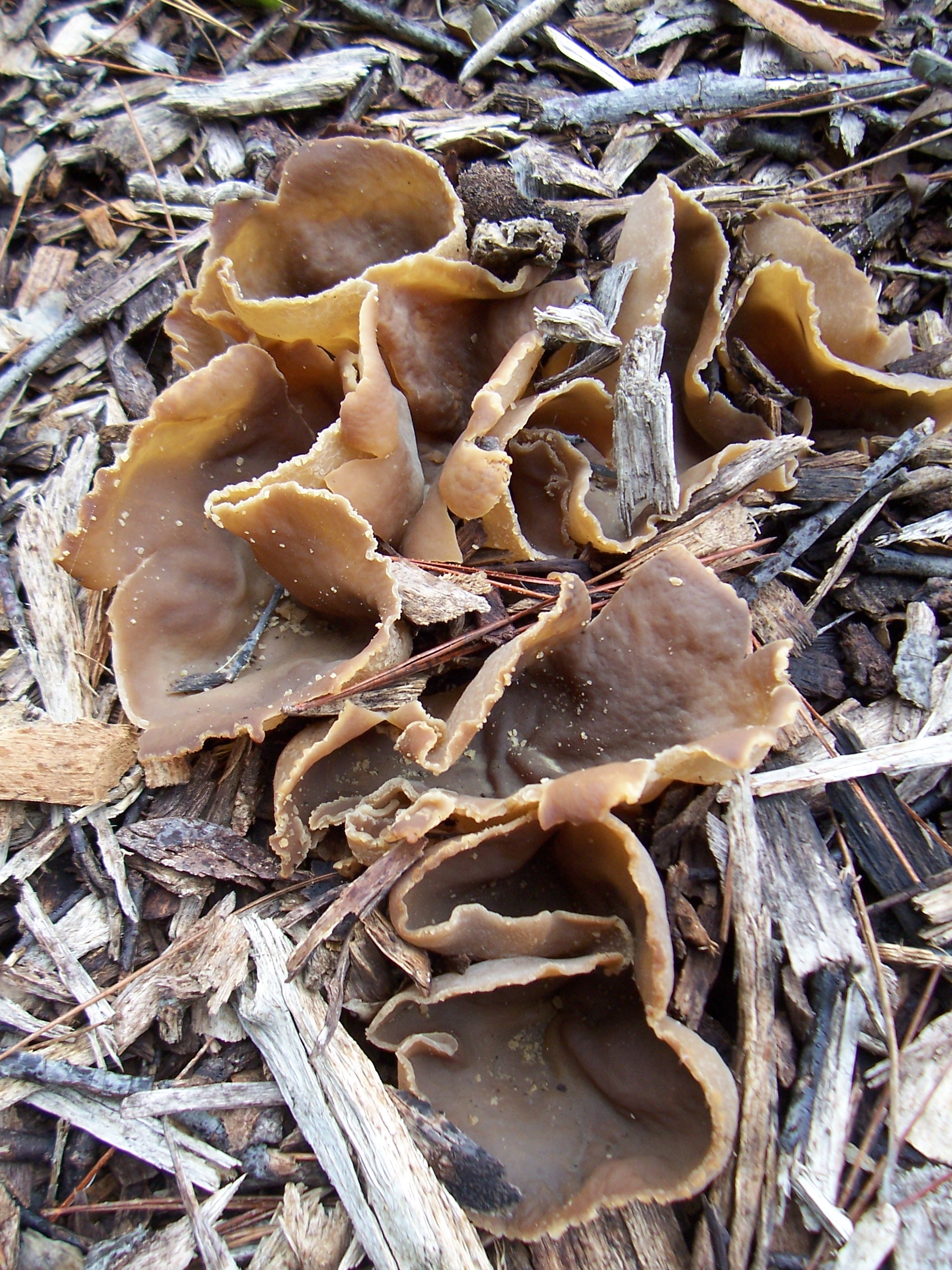 Unexpected edible mushrooms, Wood chip pile, Gardening, Growing fruit, 1920x2560 HD Phone
