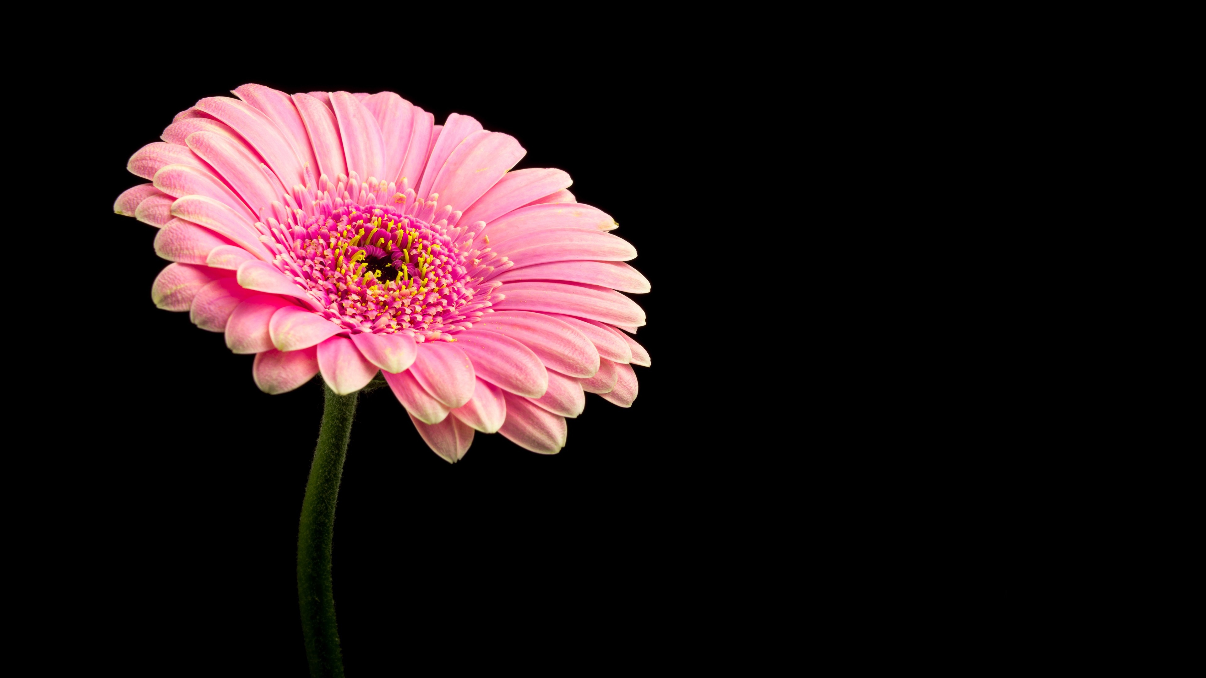 Gerbera Daisy: Named in honor of German botanist and medical doctor Traugott Gerber who traveled extensively in Russia and was a friend of Carl Linnaeus. 3840x2160 4K Wallpaper.