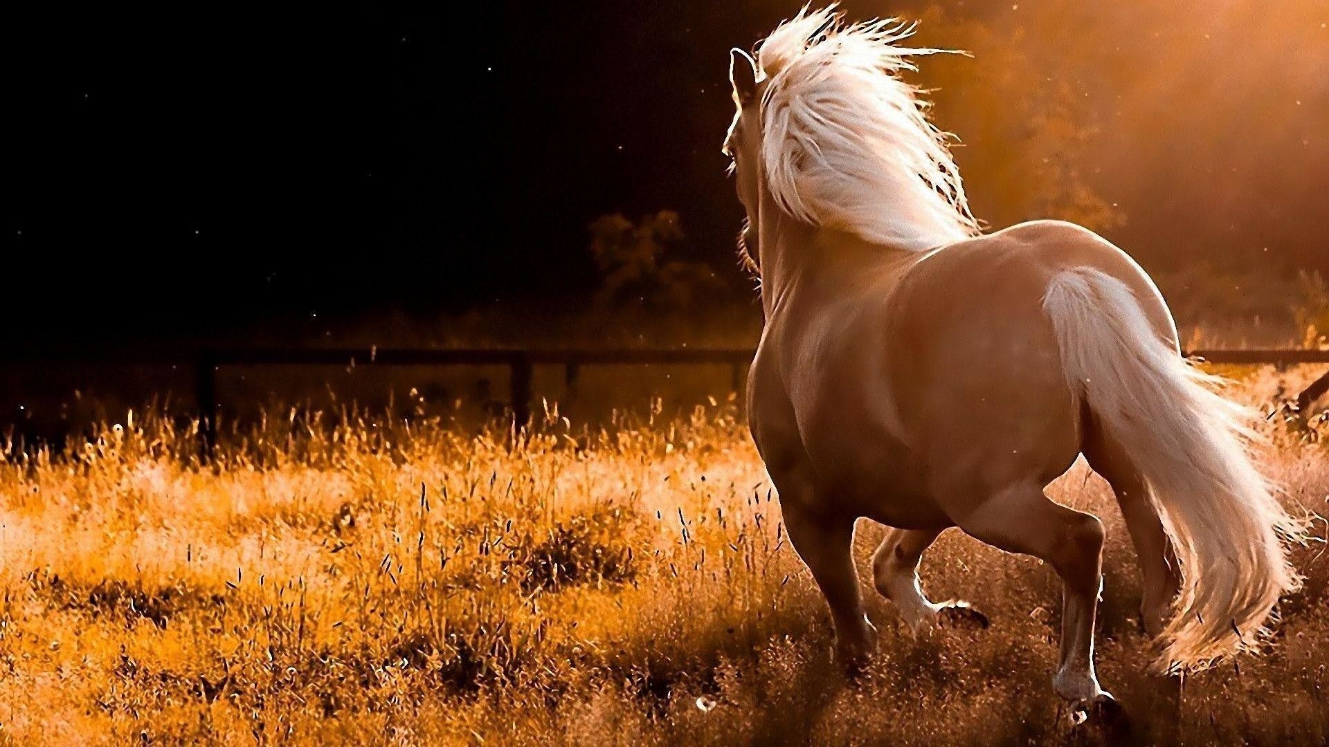 Horse: Equus caballus, used for riding and for drawing or carrying loads. 1920x1080 Full HD Background.