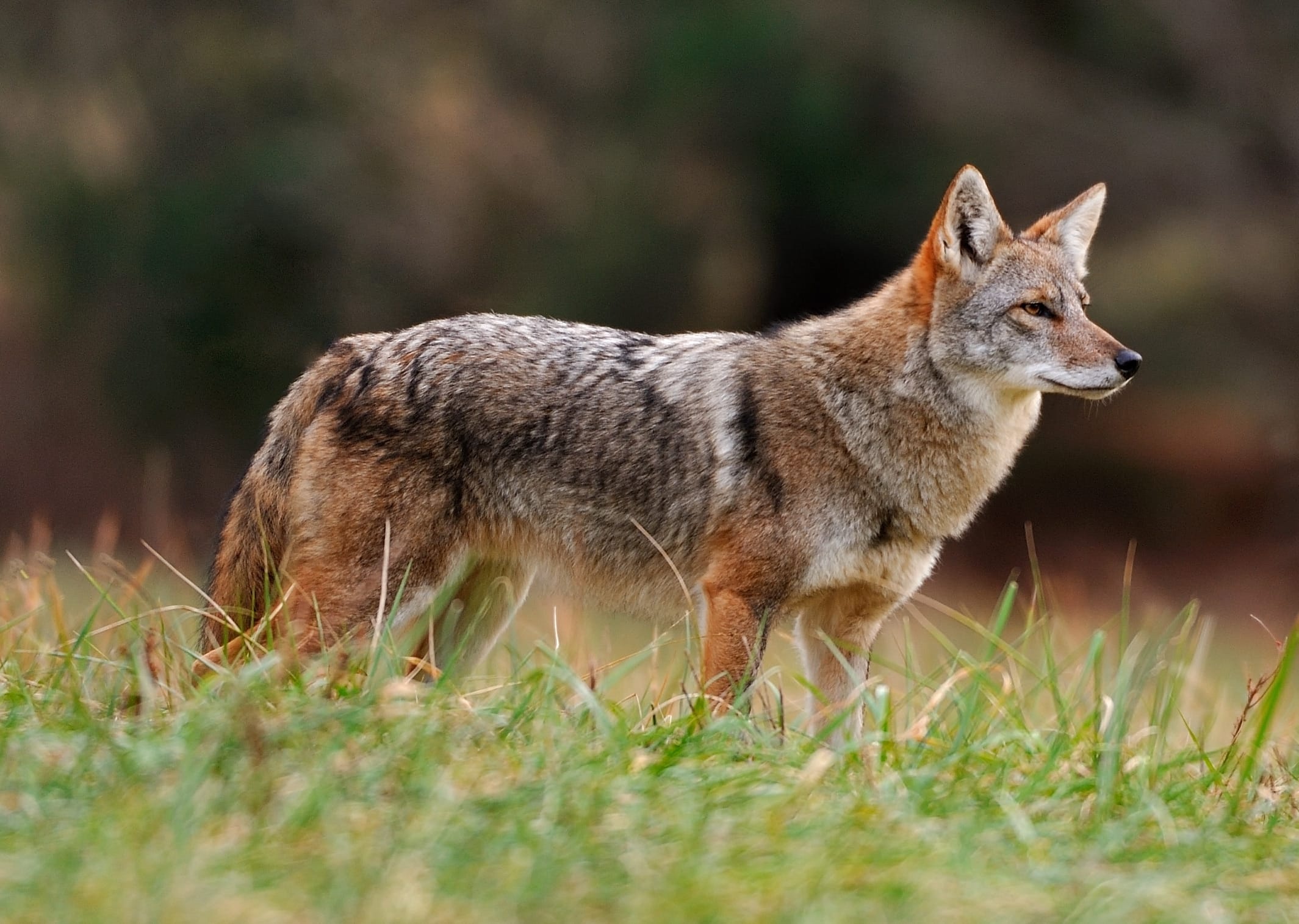 Coyote species profile, Mossy Oak gamekeeper, Animal namesake, Wildlife expertise, 2130x1520 HD Desktop