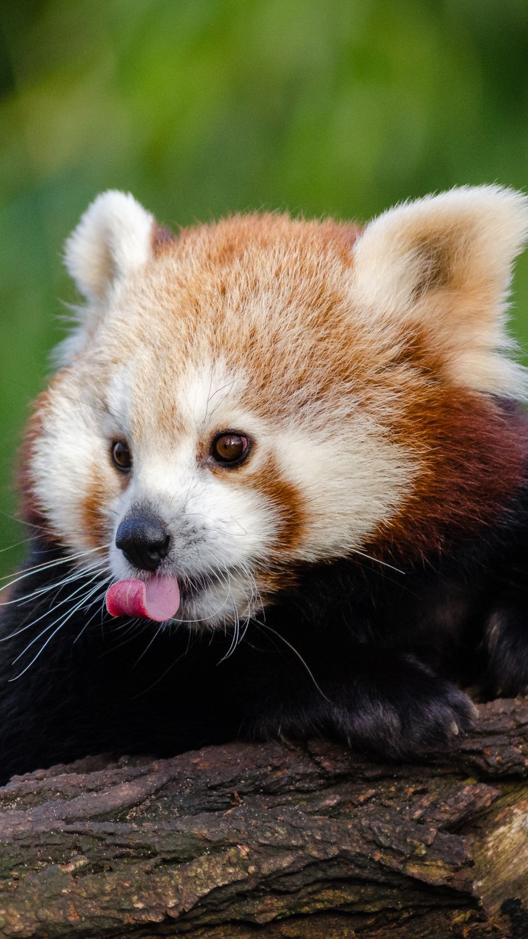 Baby Animal, Red panda mobile wallpaper, Fluffy and adorable, 1080x1920 Full HD Handy