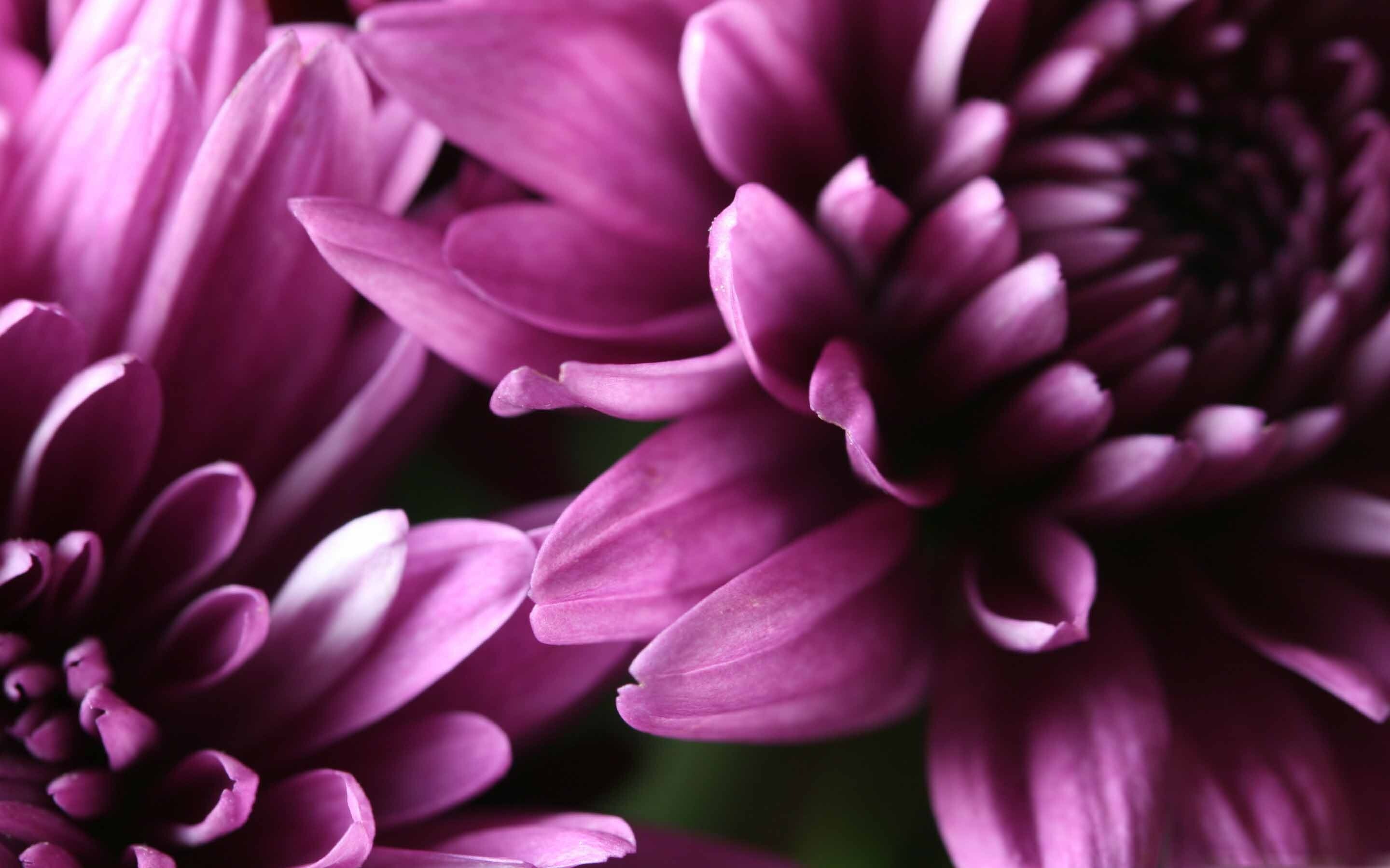 Chrysanthemum: The disc florets are yellow, Flowering plant. 2880x1800 HD Wallpaper.