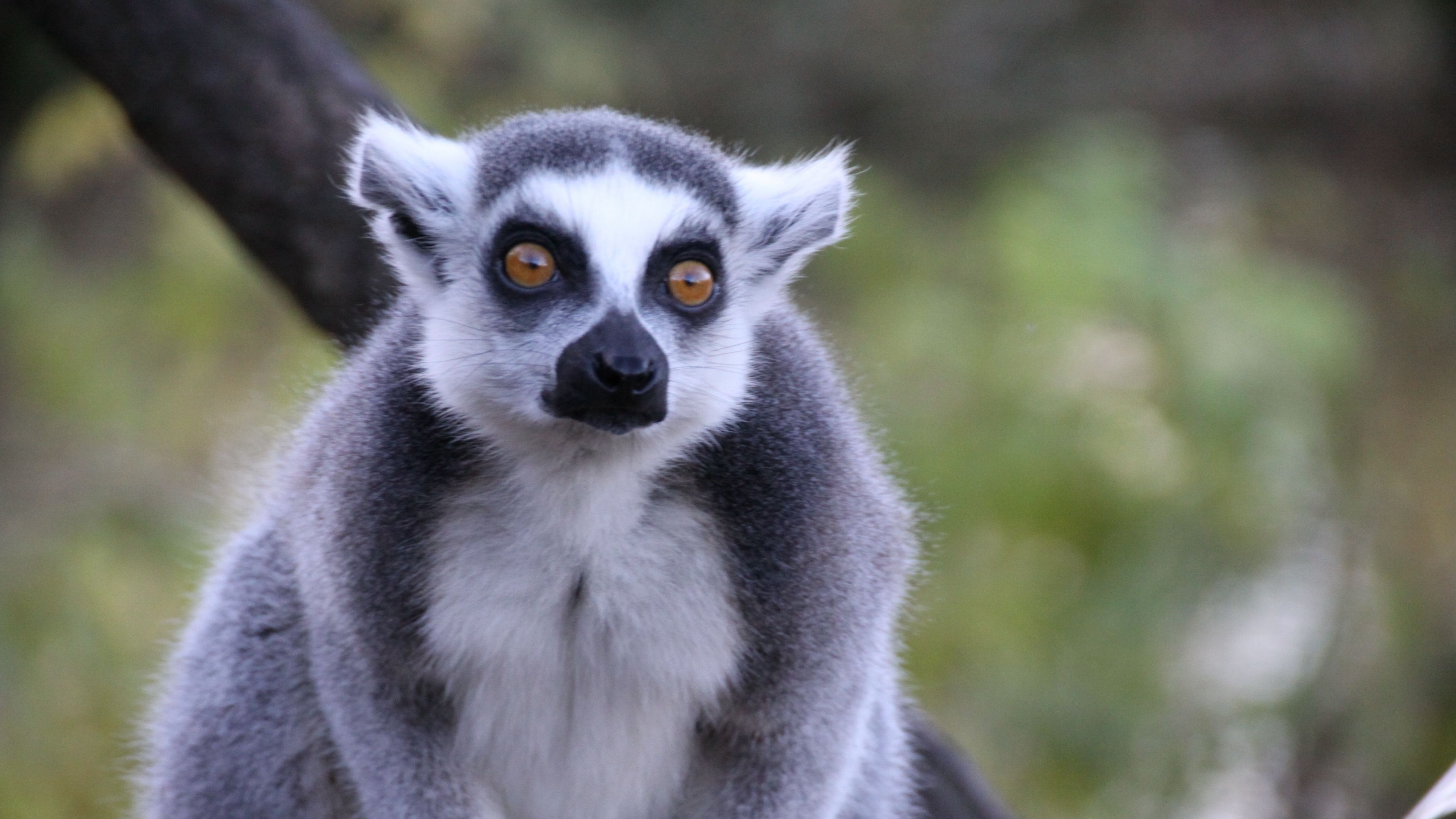 4K animal wallpapers, Lemur diversity, Captivating creatures, Incredible visuals, 3840x2160 4K Desktop